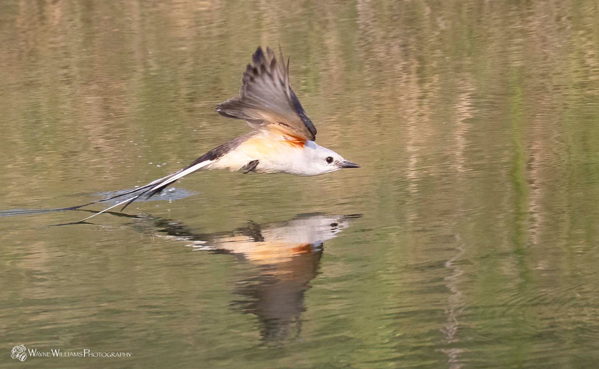 A bird is flying over a body of water.