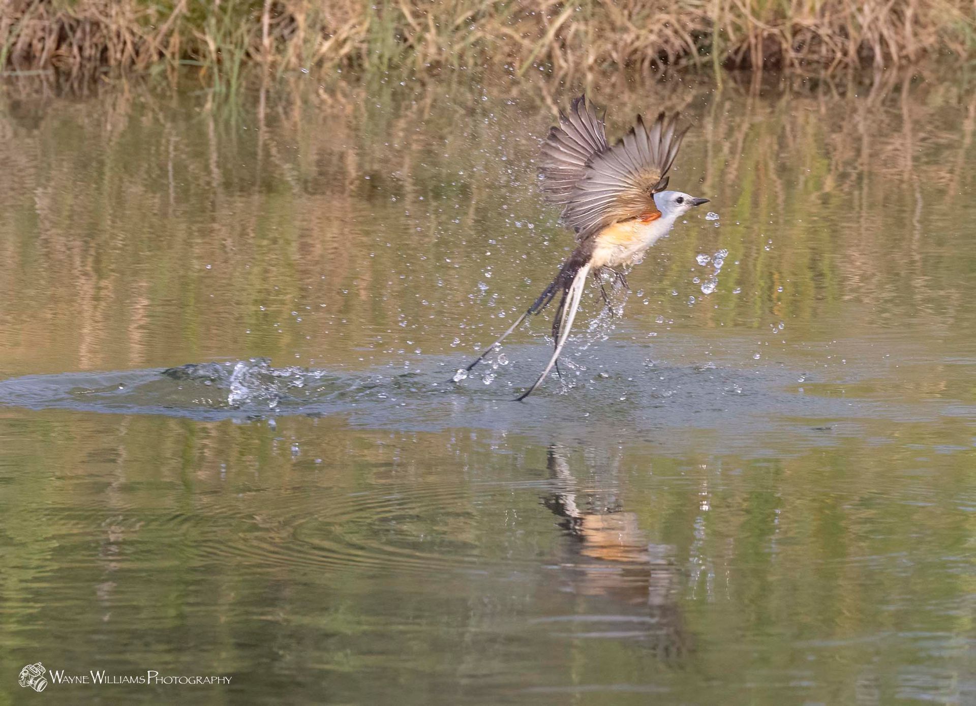 A bird is flying over a body of water.