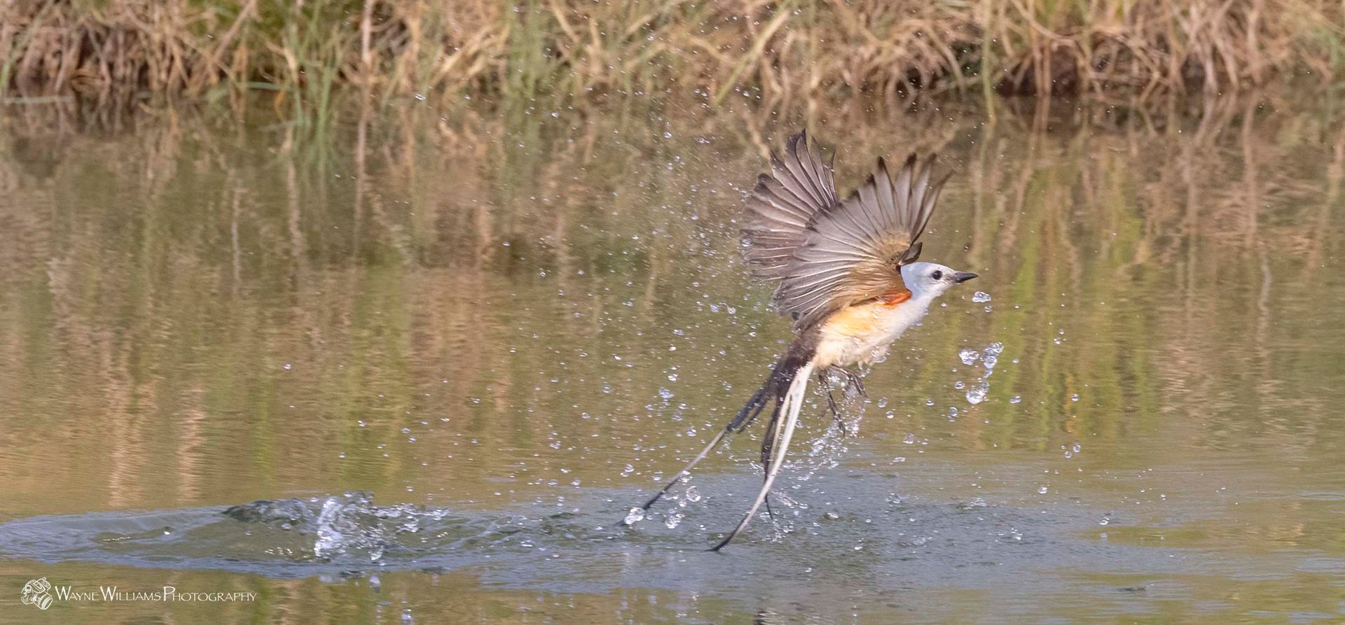 A bird is flying over a body of water.