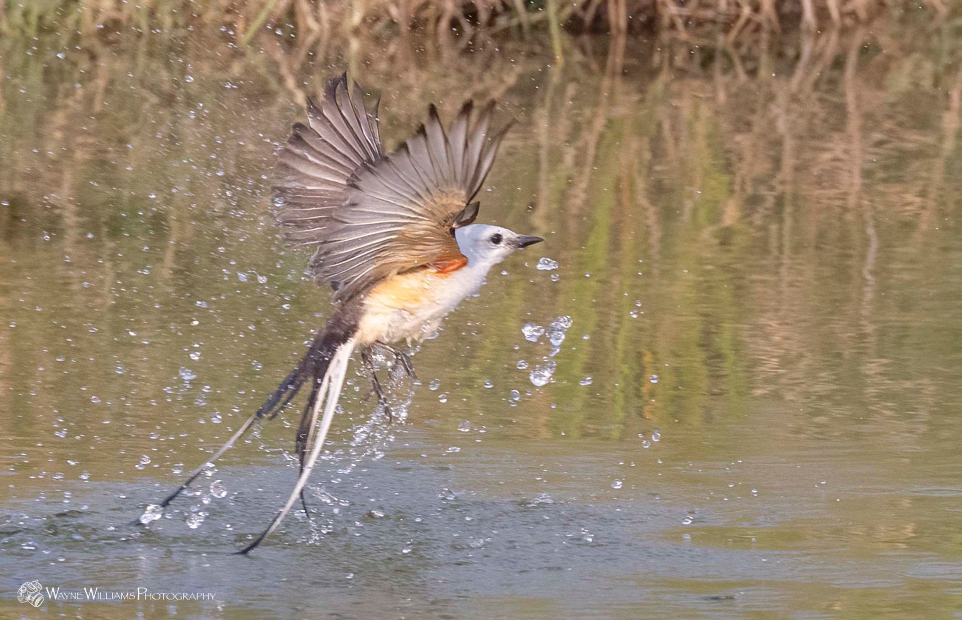 A bird is flying over a body of water.