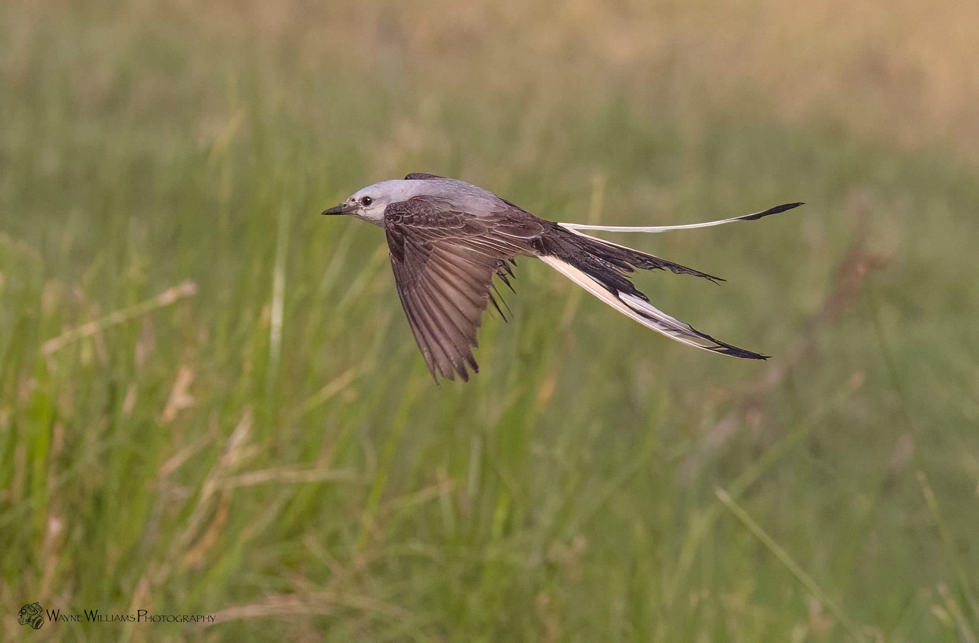 A bird with a long tail is flying over a grassy field.
