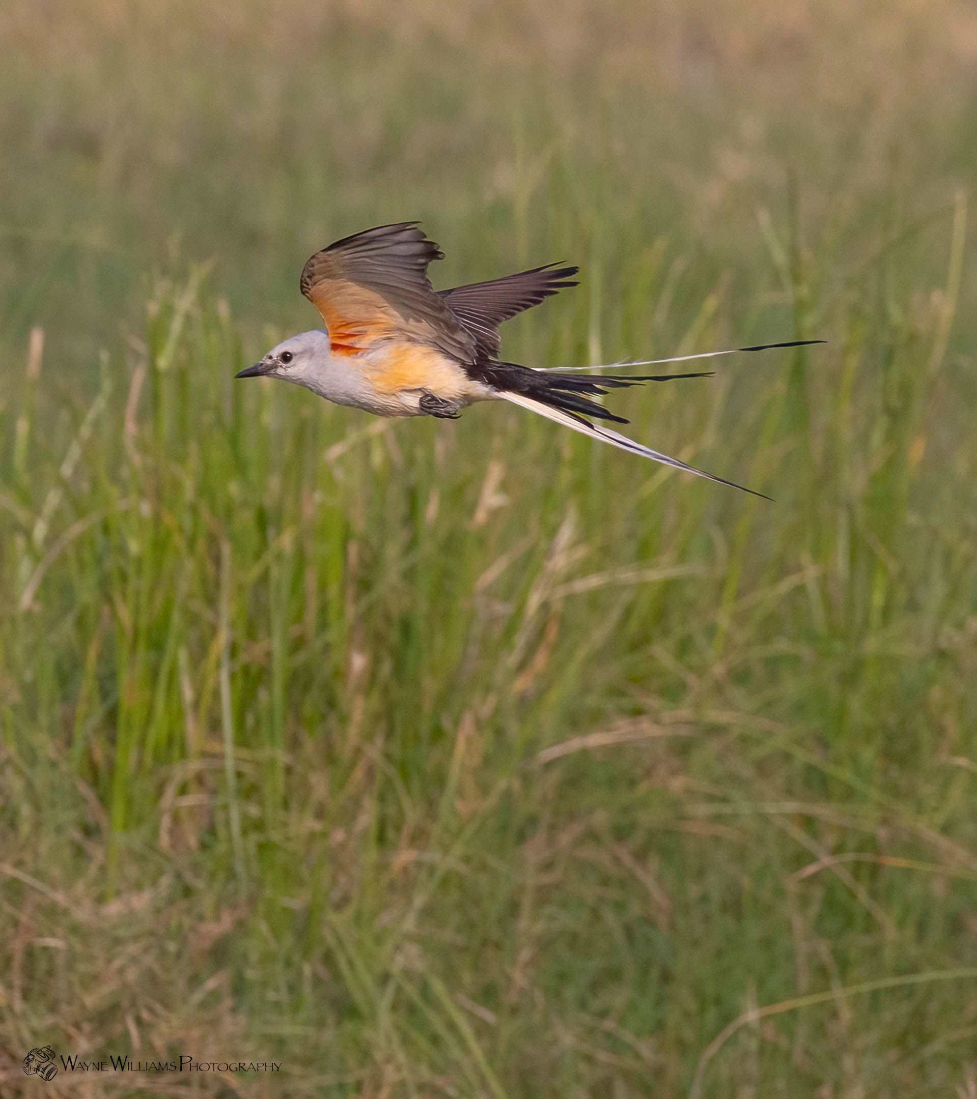 A bird is flying over a grassy field.
