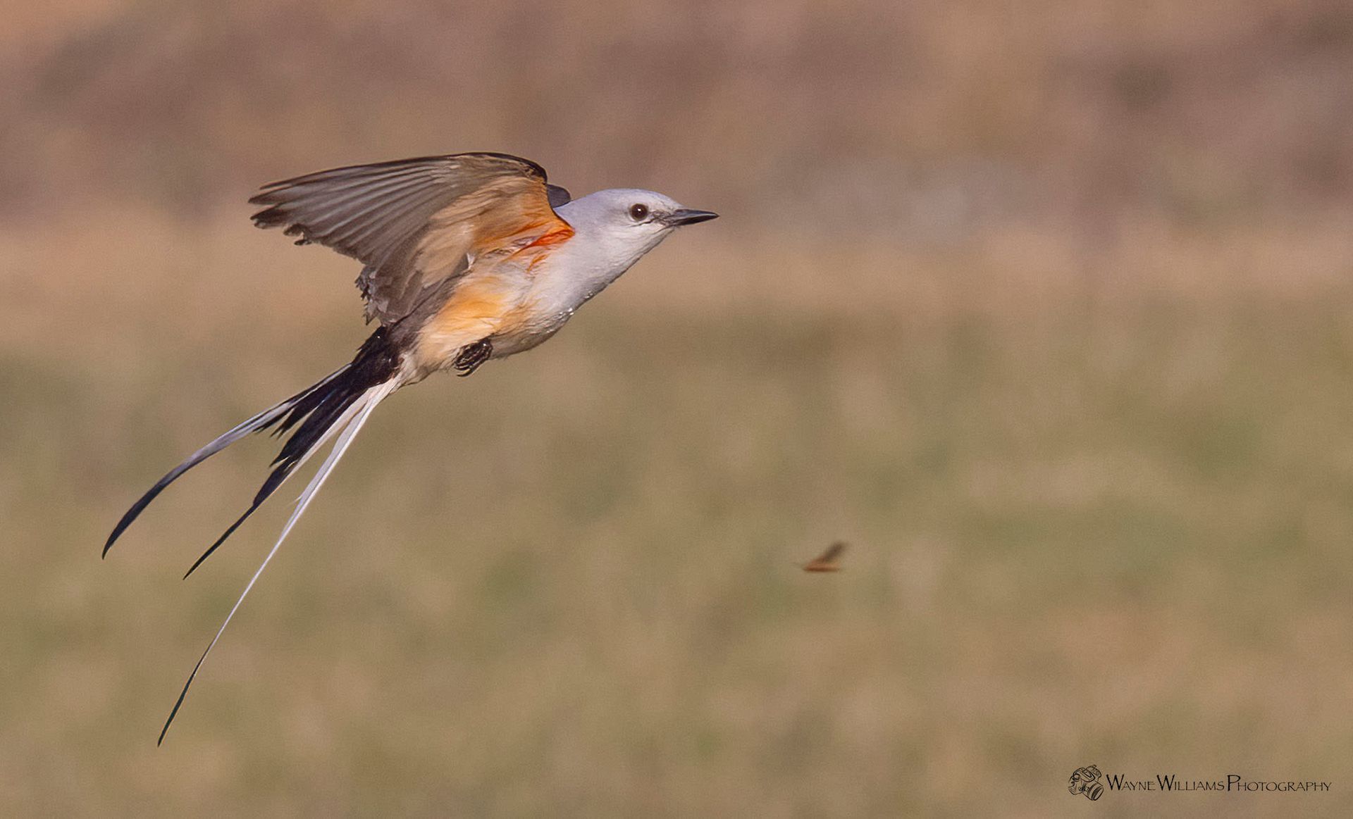 A bird with a long tail is flying over a field.