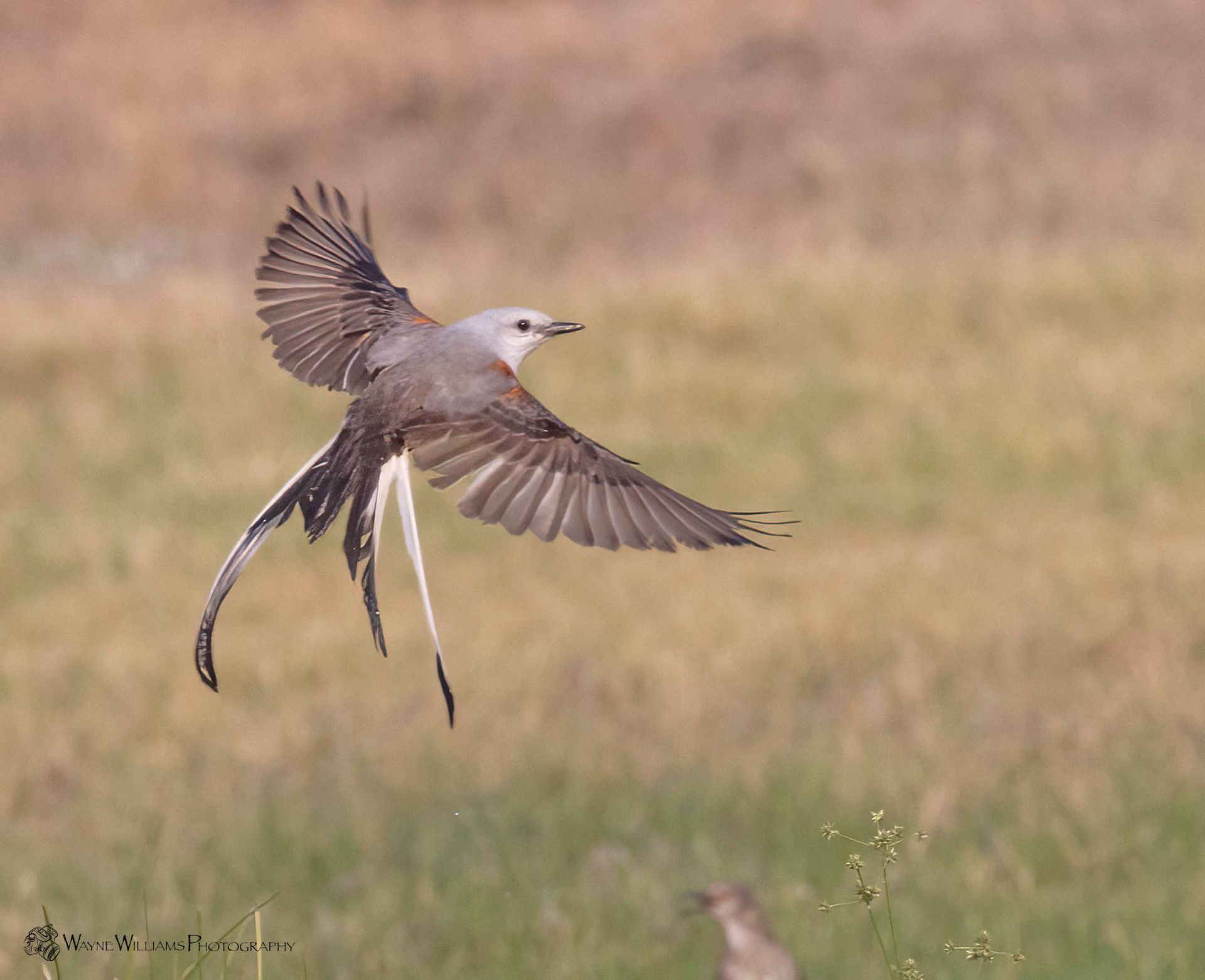 A bird with a long tail is flying over a field