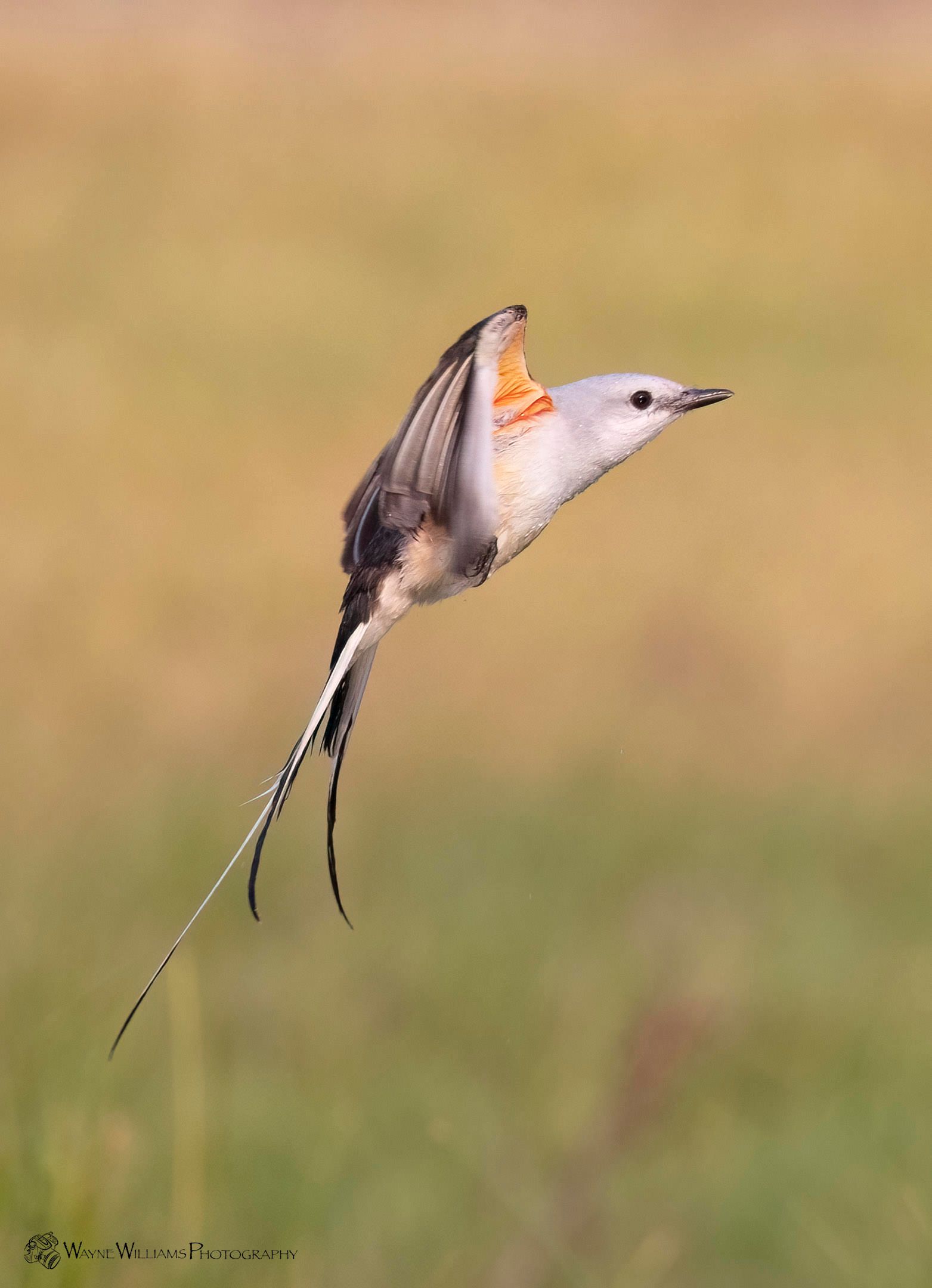 A bird with a long tail is flying over a field.