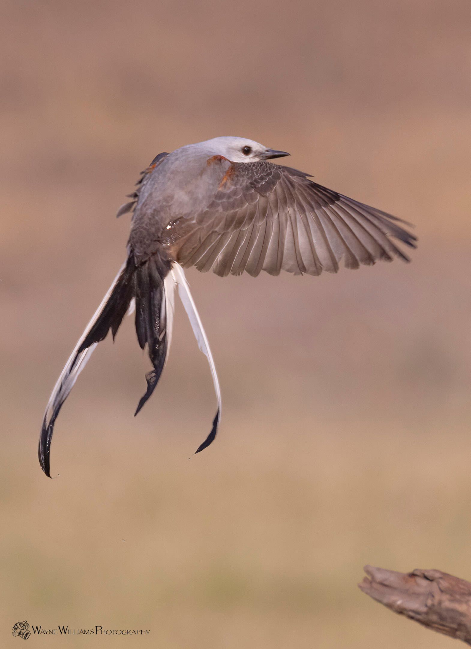 A bird with a long tail is flying in the air