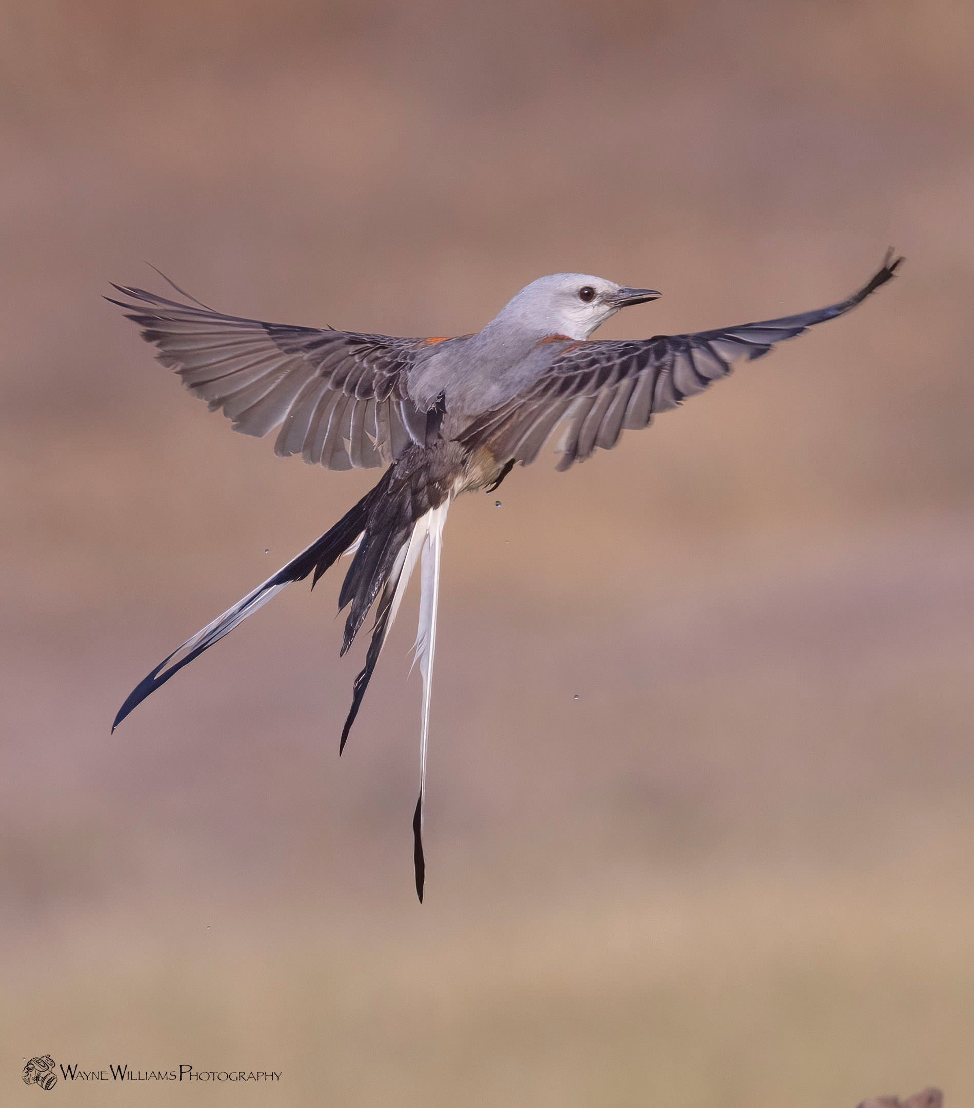 A bird with a long tail is flying in the air