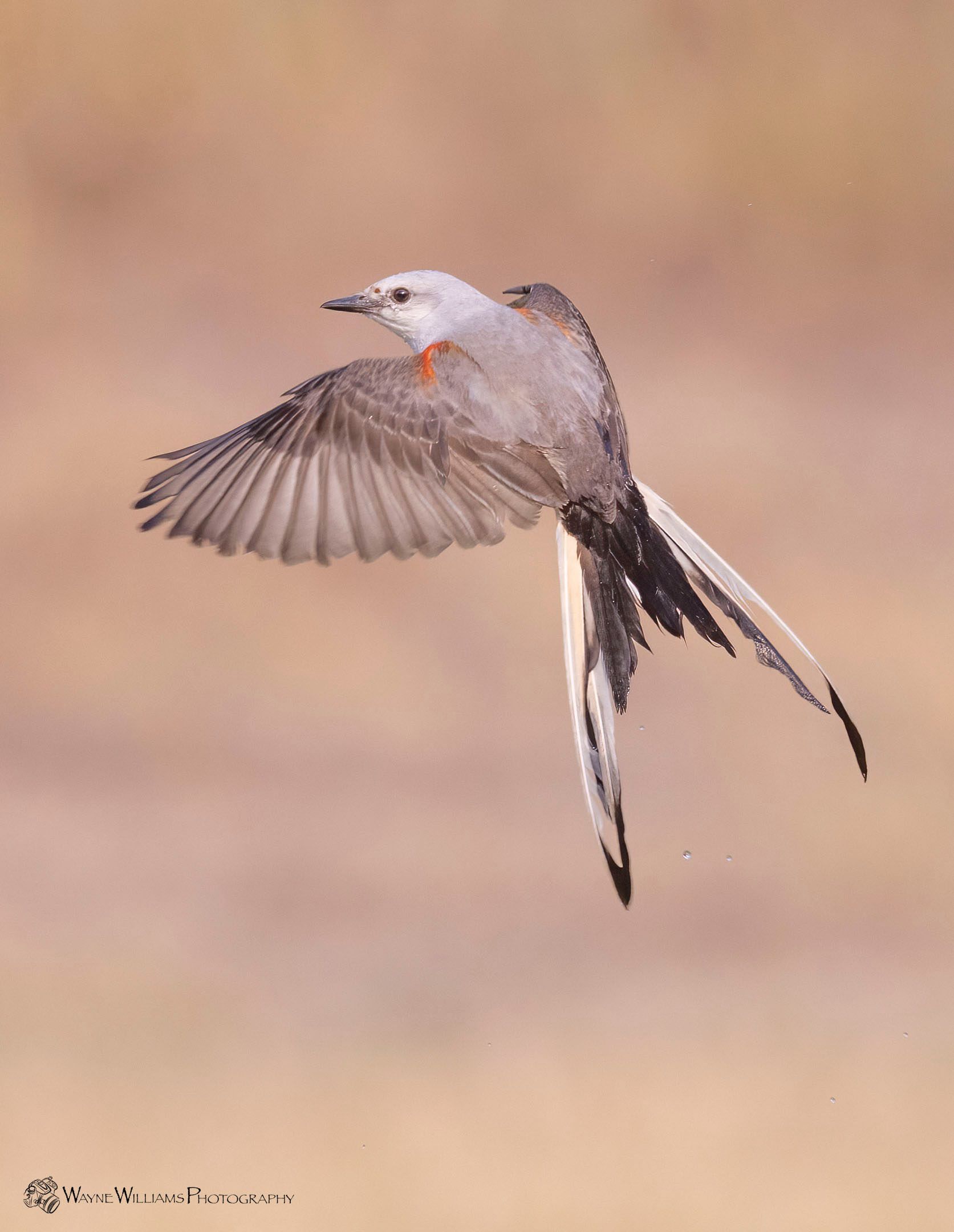 A bird with a long tail is flying in the air