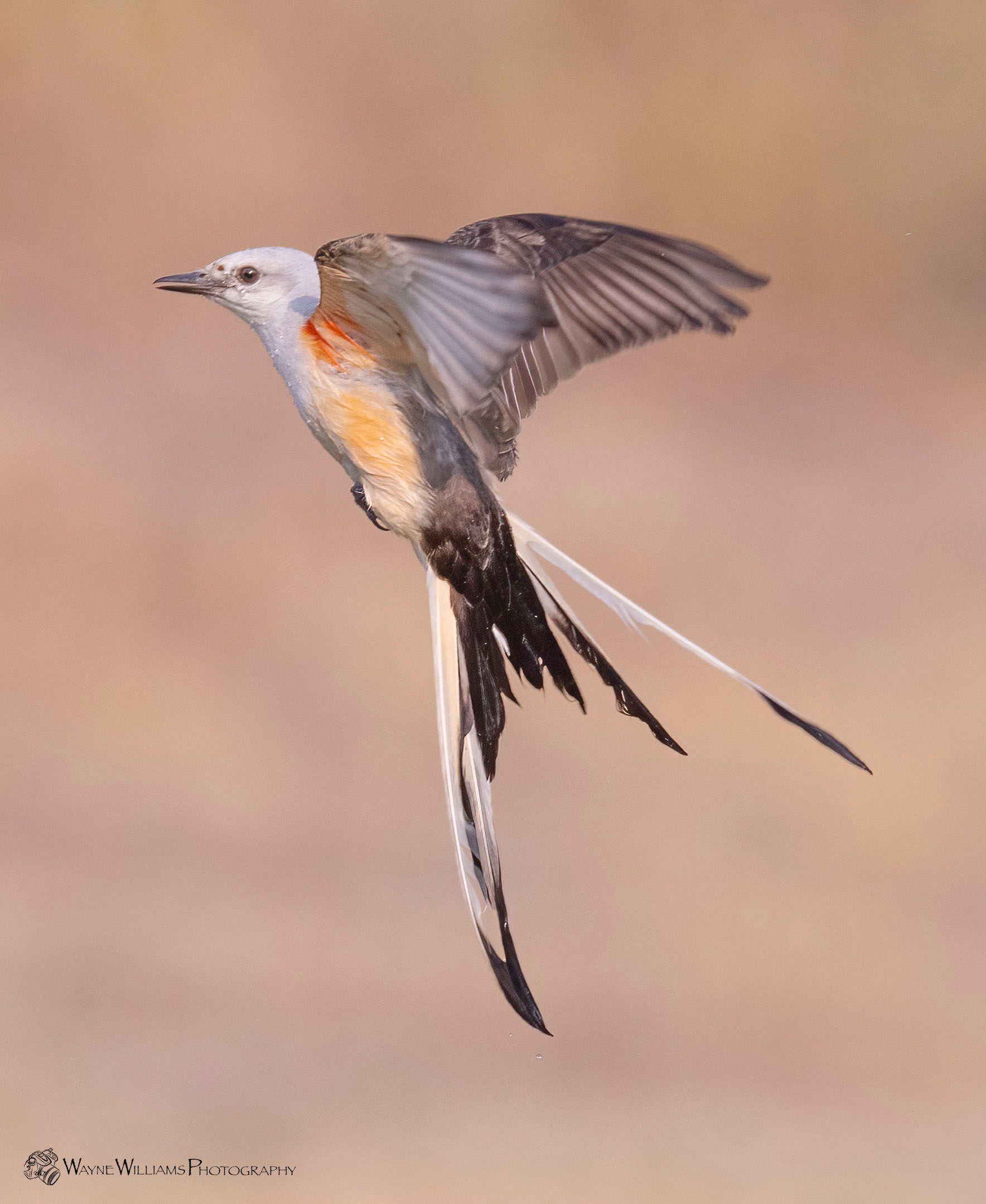 A bird with a long tail is flying in the air