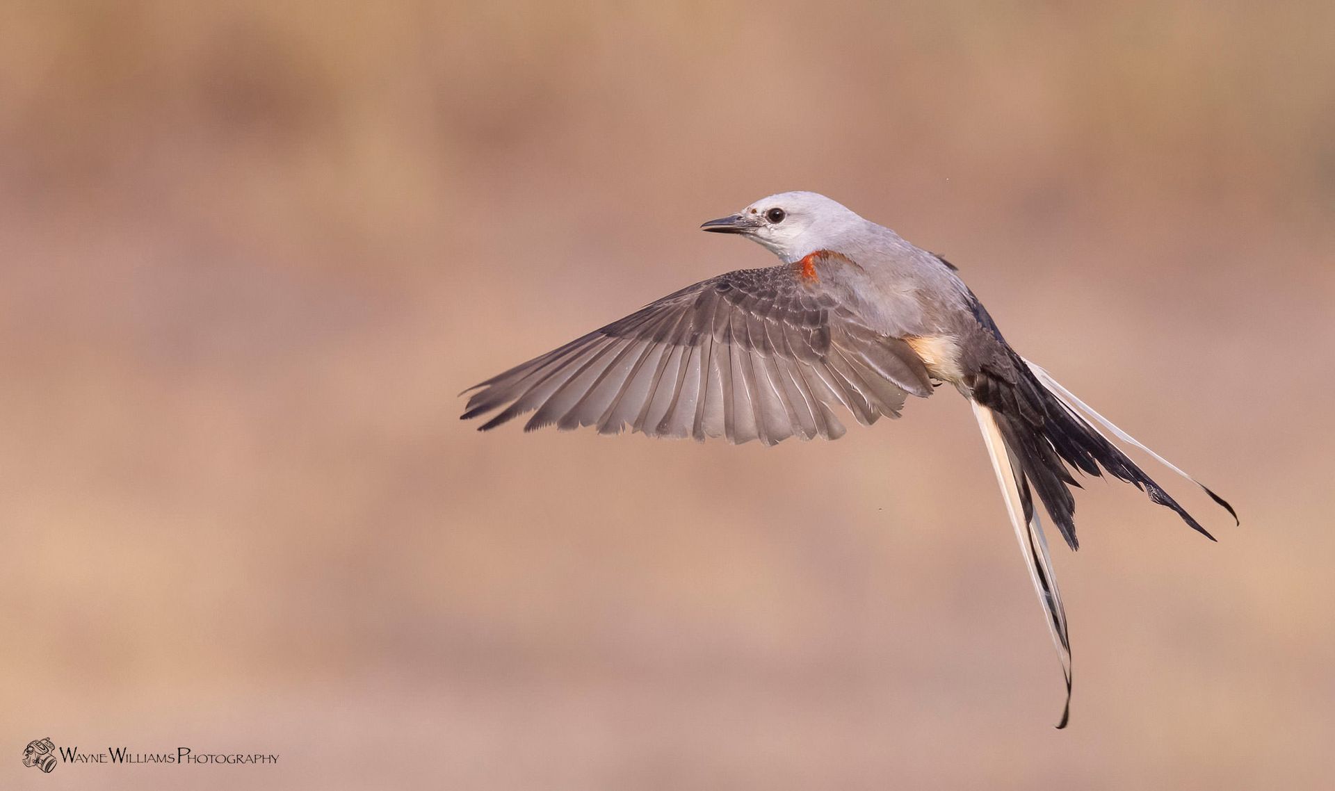 A bird with a long tail is flying in the air.