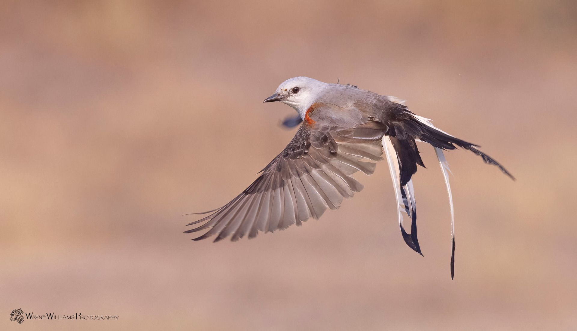 A bird with a long tail is flying in the air.
