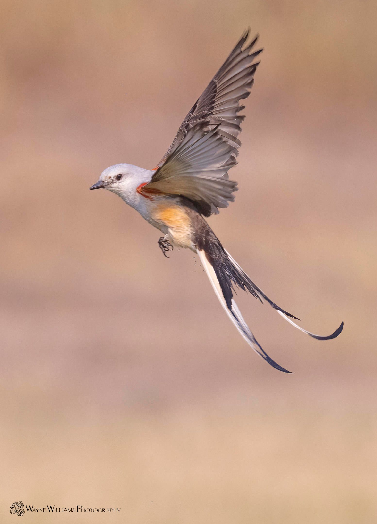 A bird with a long tail is flying in the air