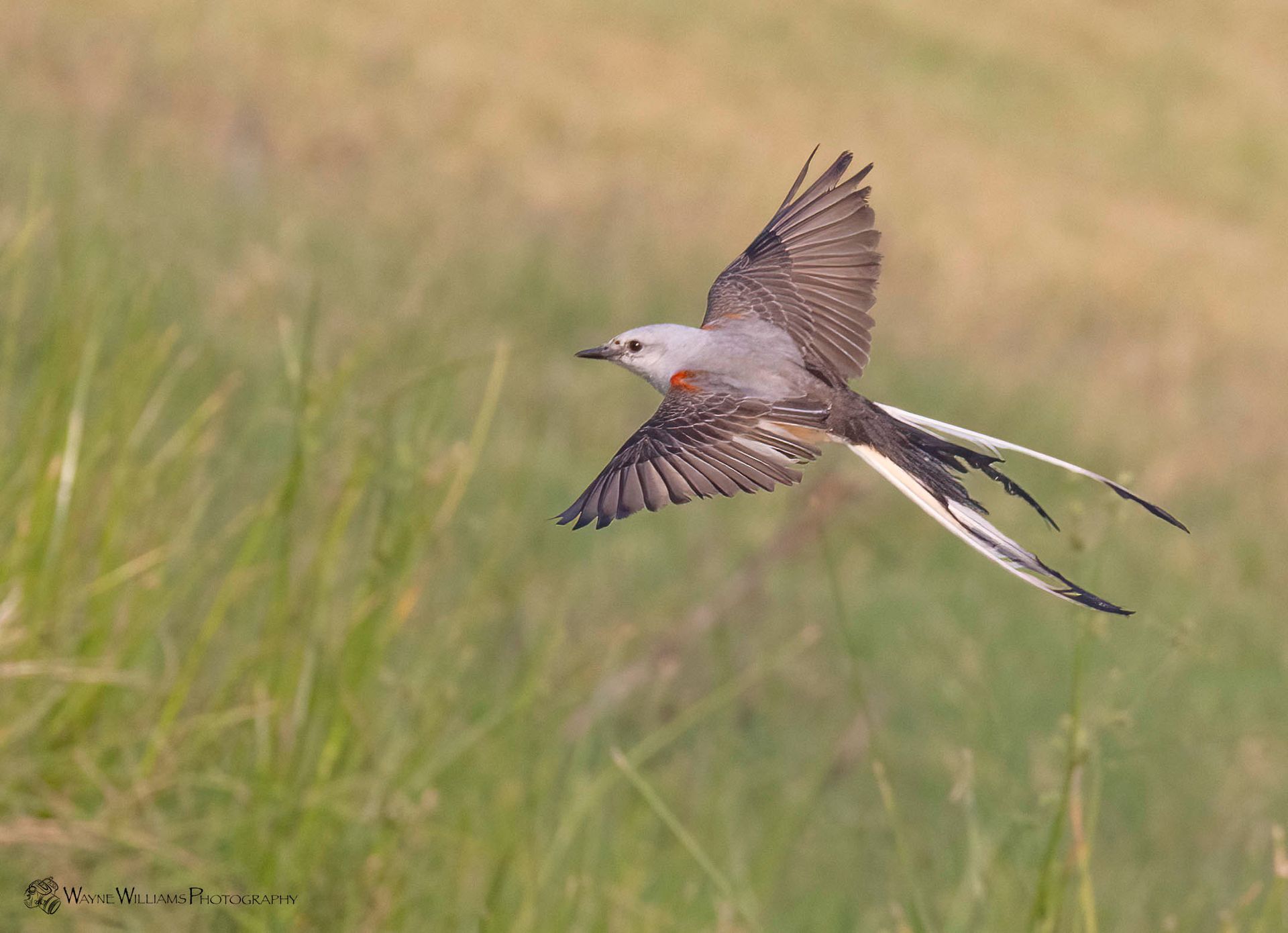 A bird with a long tail is flying over a grassy field.