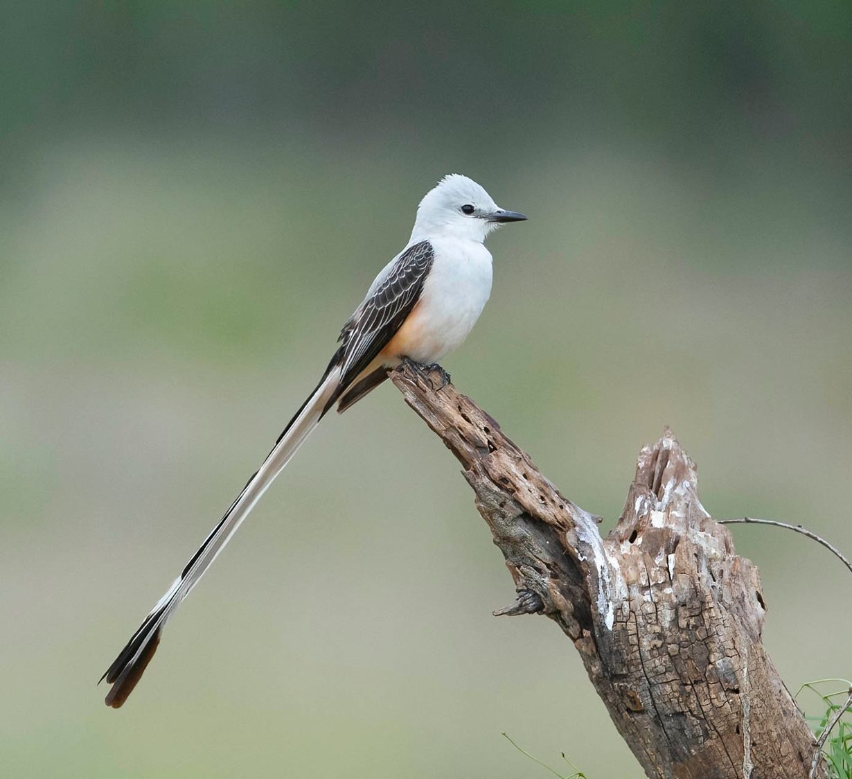 A white bird with a long tail is perched on a tree branch.
