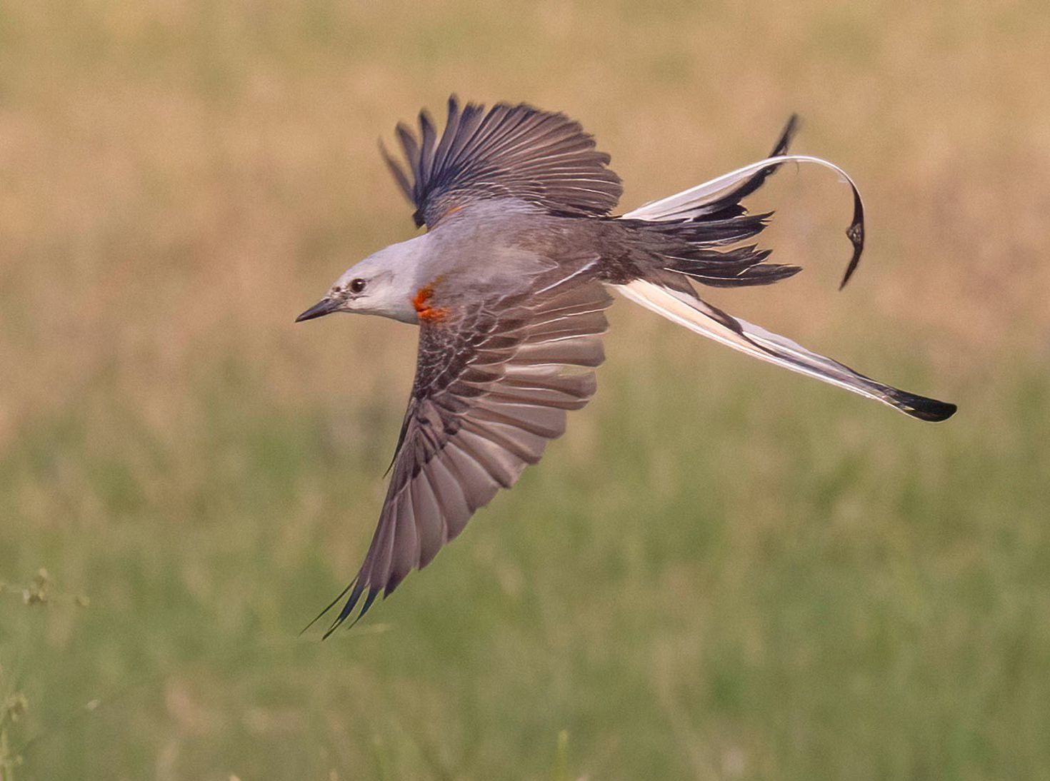 A bird with a long tail is flying over a field.