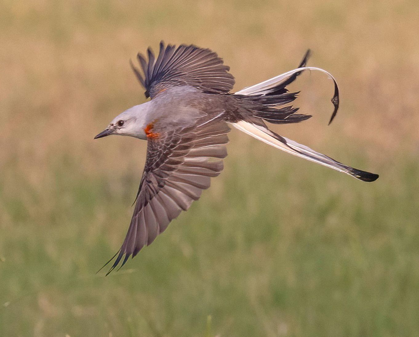 A bird with a long tail is flying over a field.
