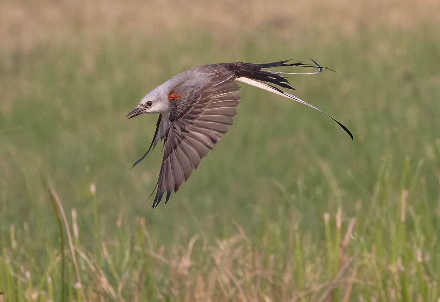 A bird is flying over a field of tall grass.