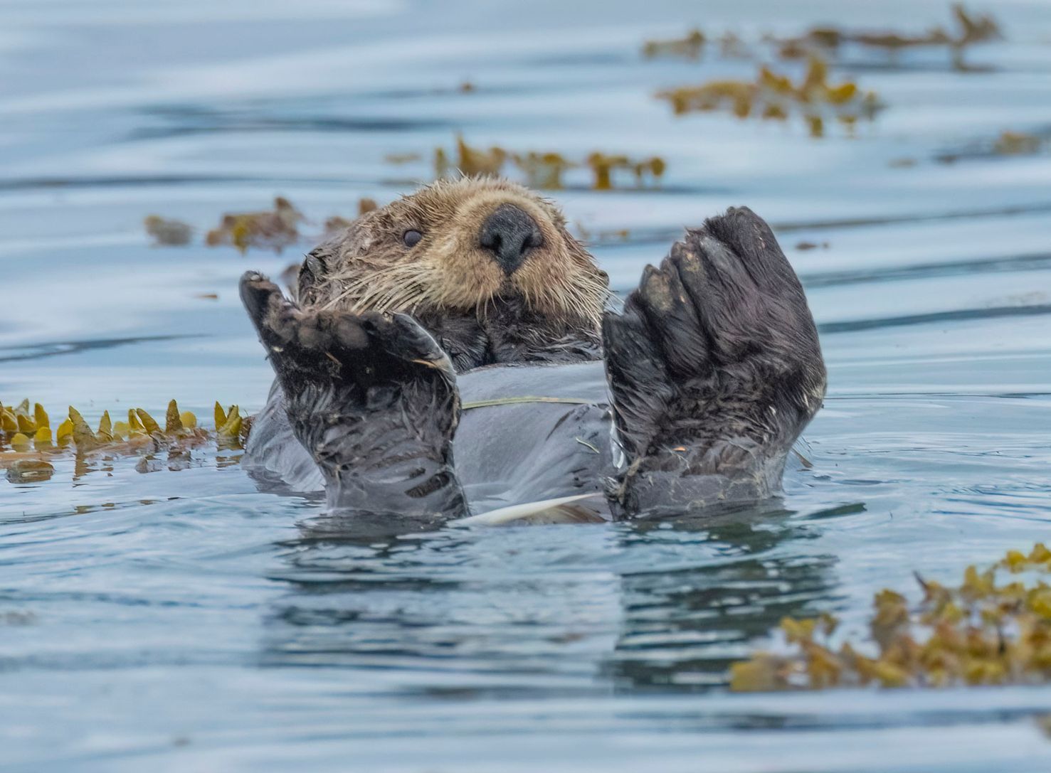 A couple of ducks are swimming in the water.