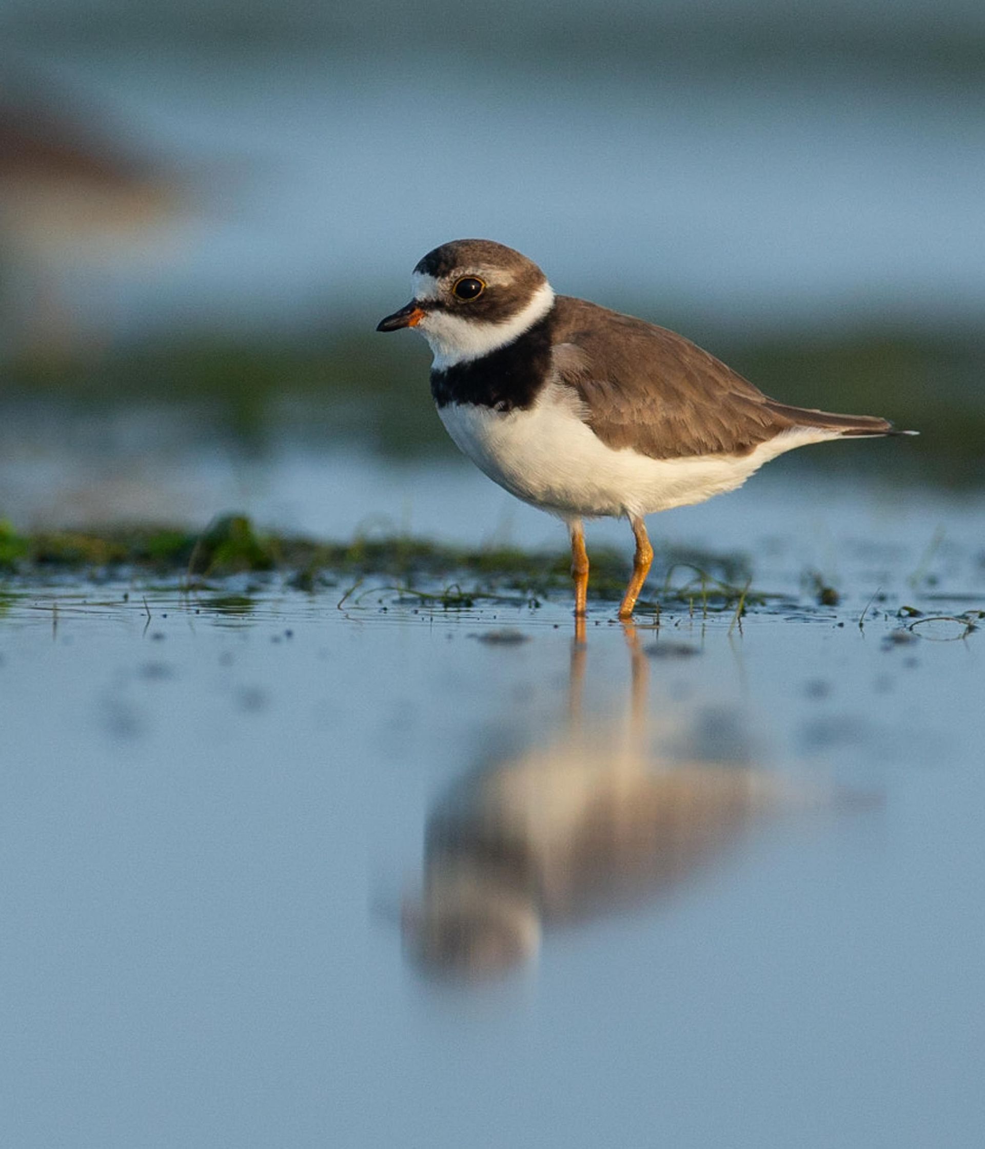 A small bird is standing in the water with its reflection in the water.