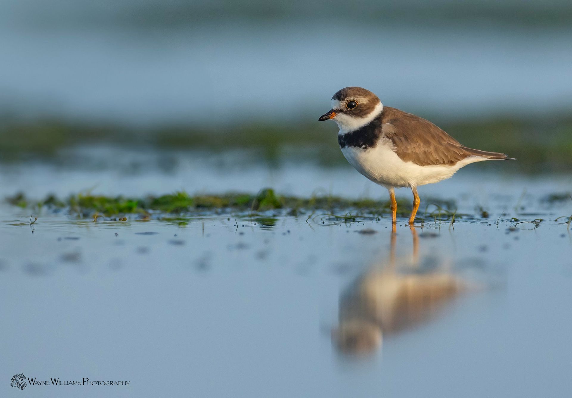 A small bird is standing in the water with its reflection in the water.