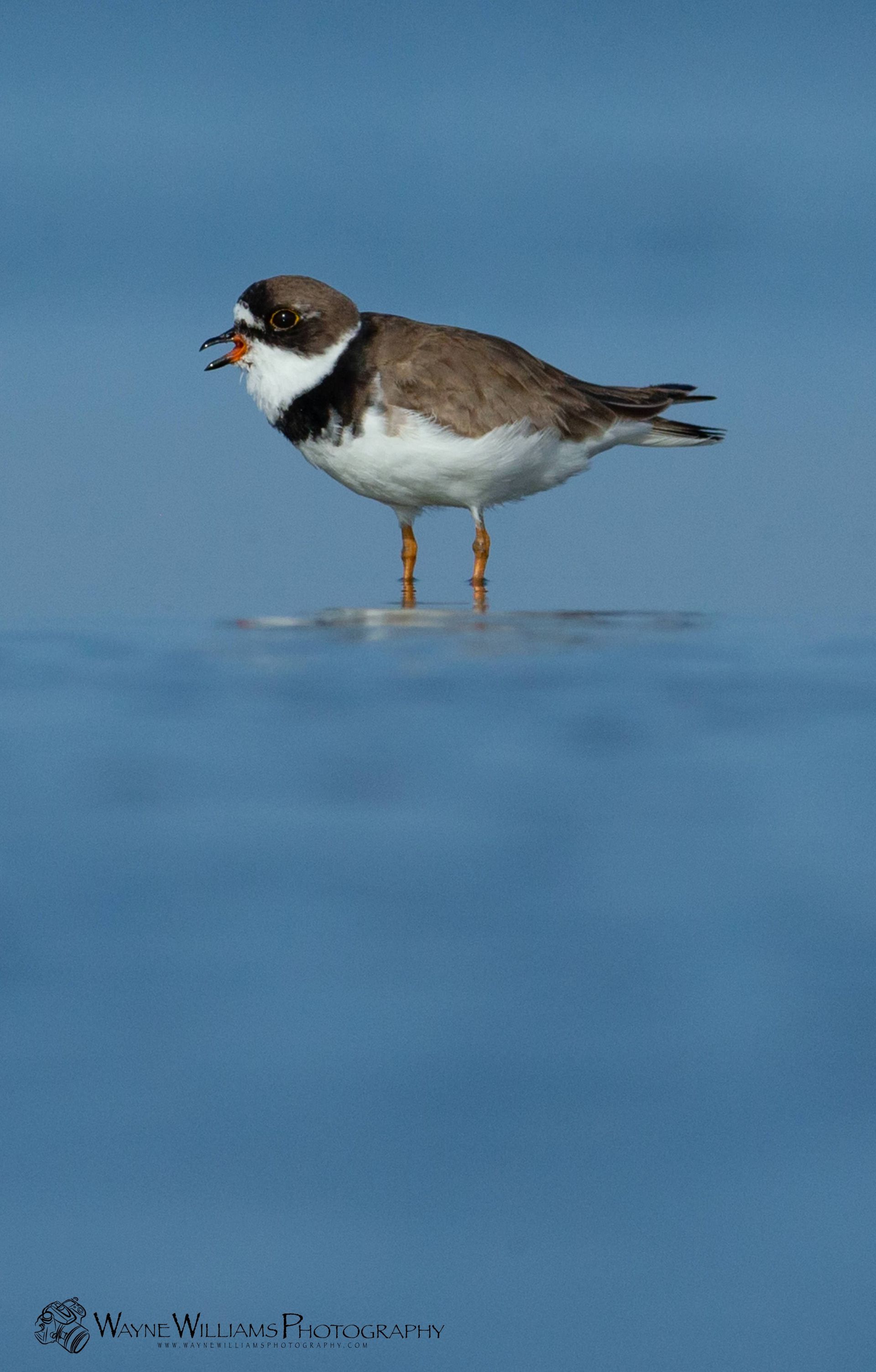 A small bird is standing in the water with its beak open.