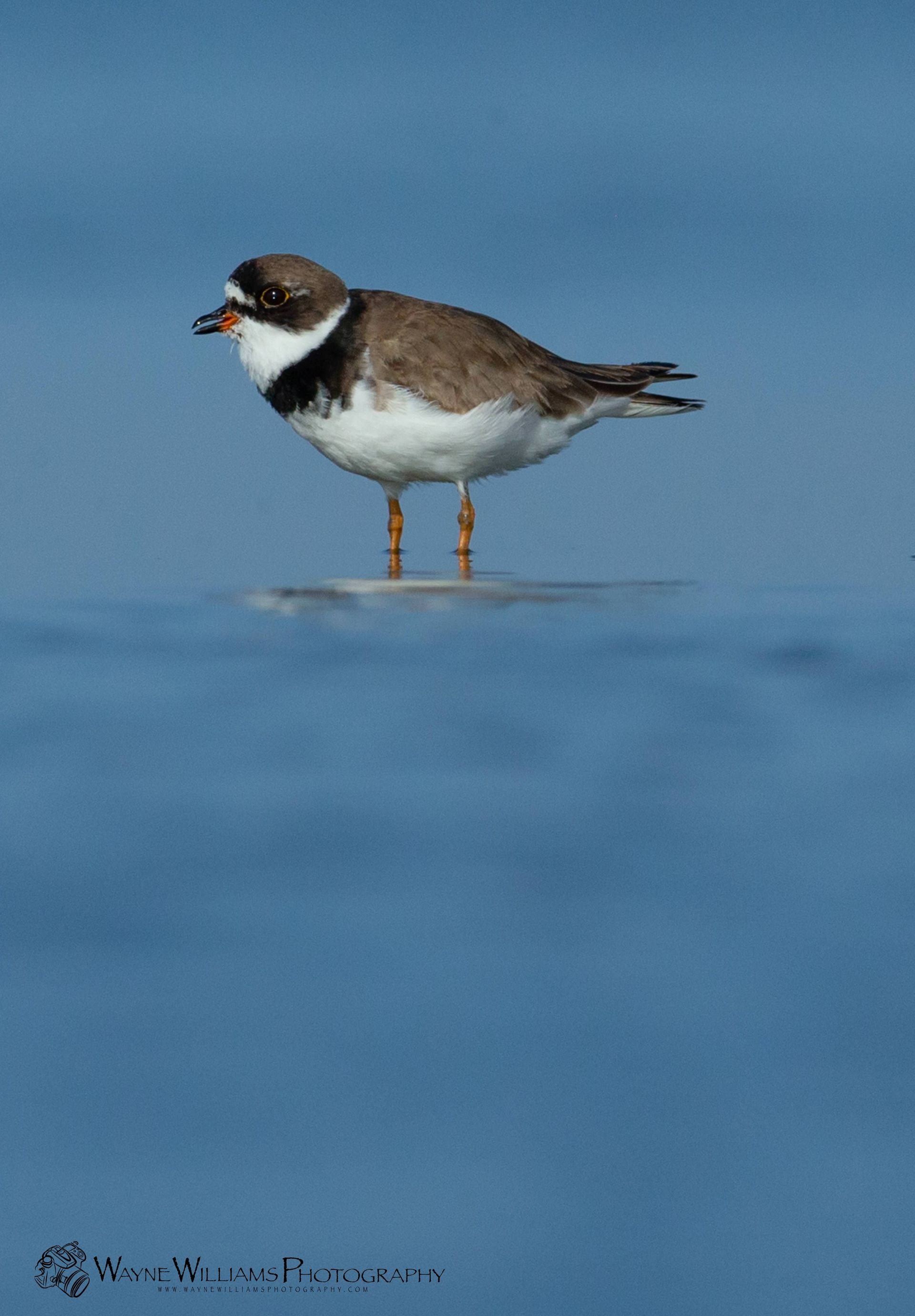 A small brown and white bird is standing in the water