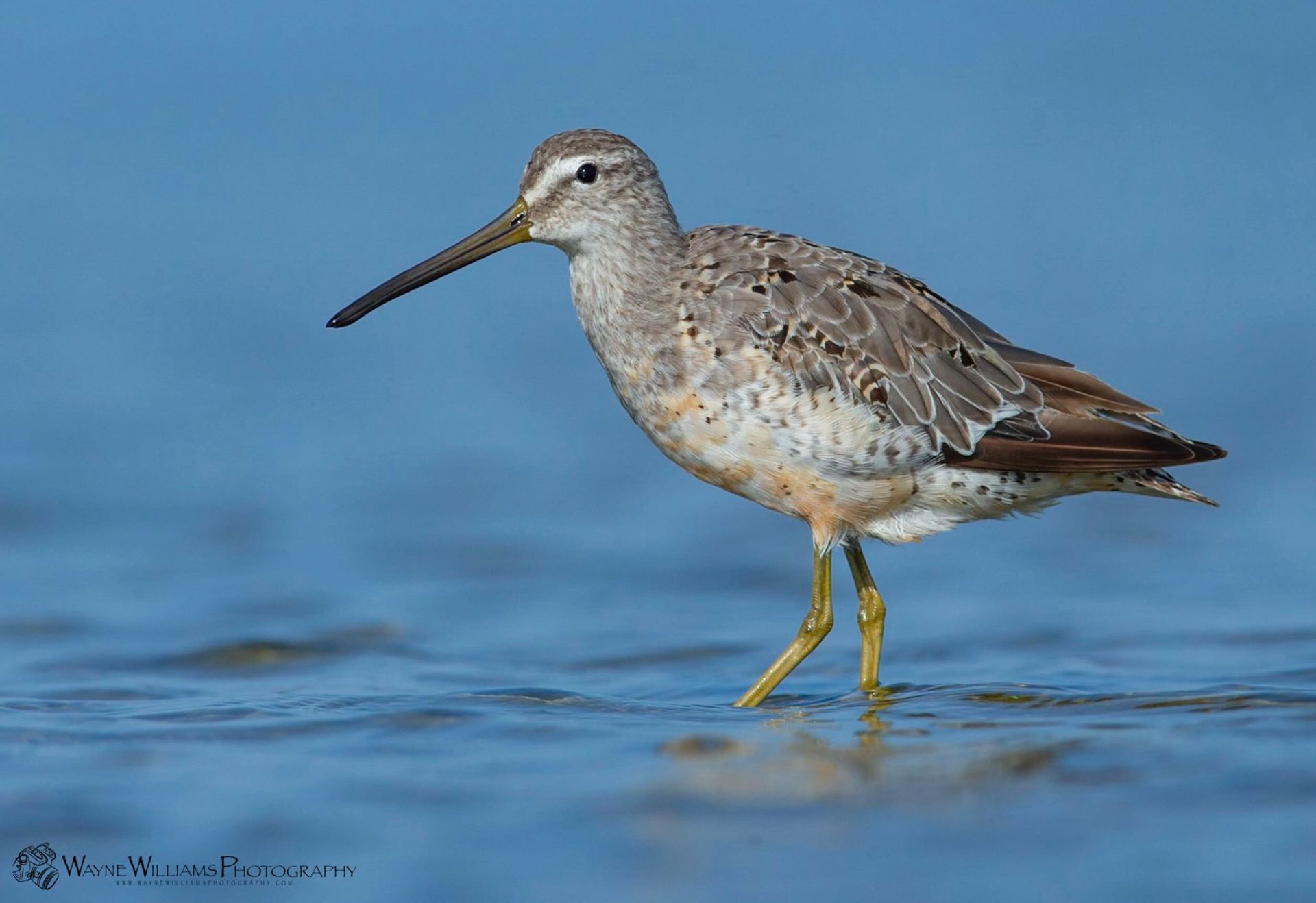 A small bird with a long beak is standing in the water.