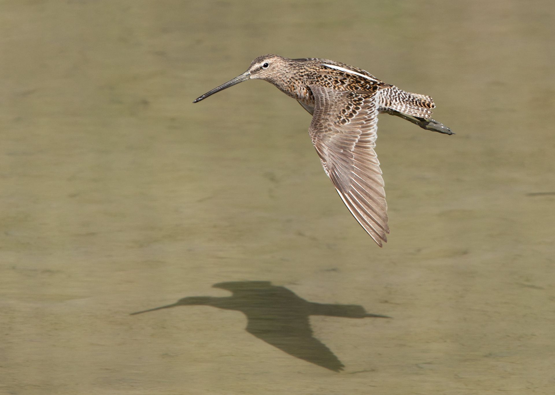 A bird with a long beak is flying over a body of water.