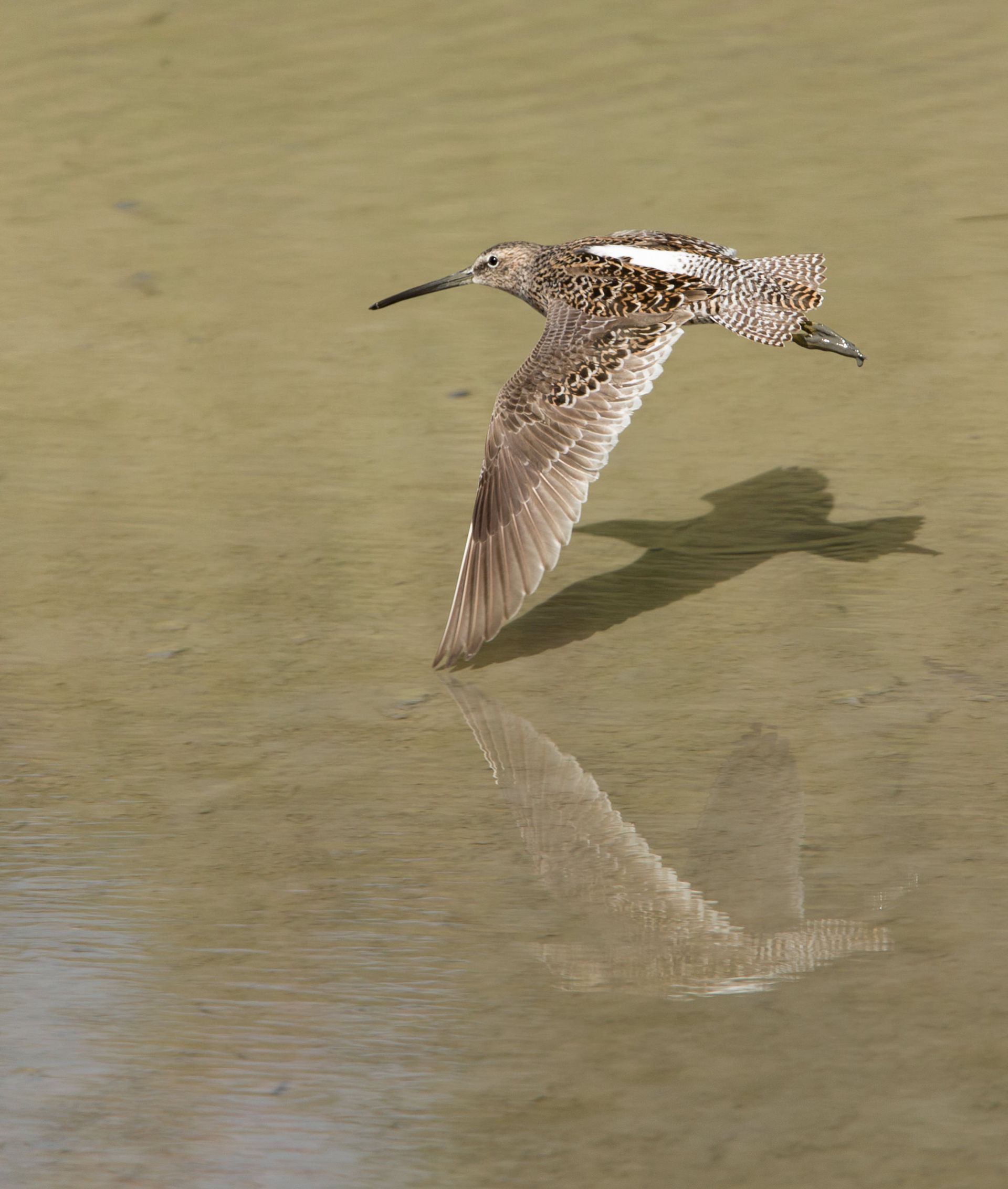 A bird is flying over a body of water.