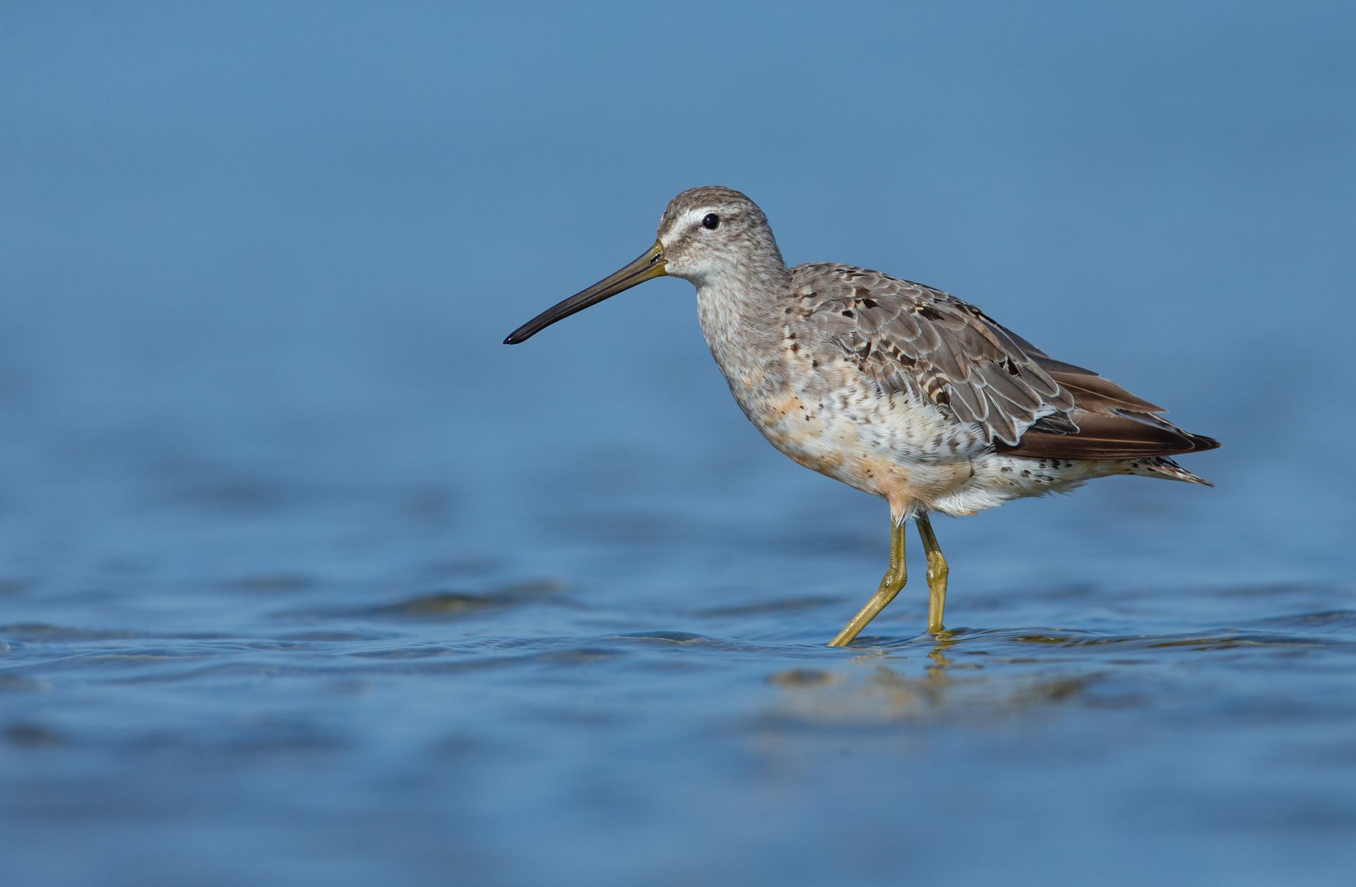 A bird with a long beak is standing in the water.