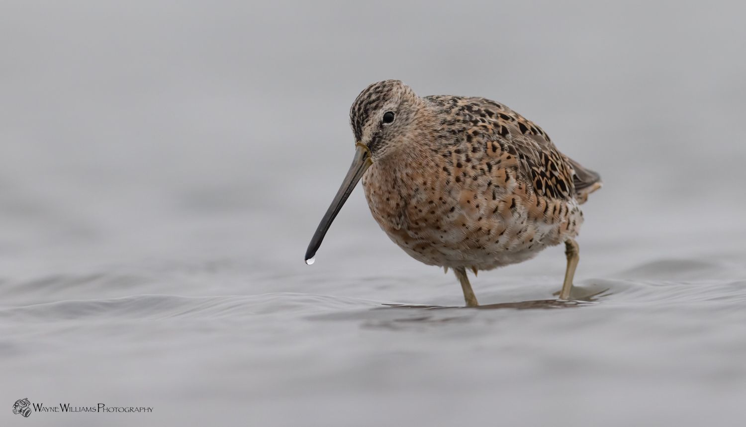 A small bird with a long beak is standing on a snowy surface.