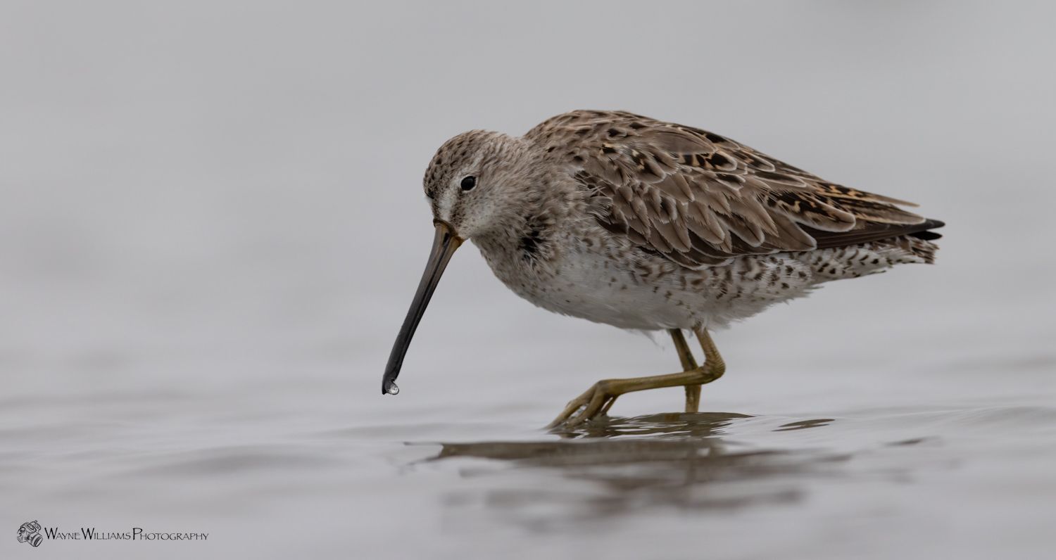 A bird with a long beak is standing in the water.
