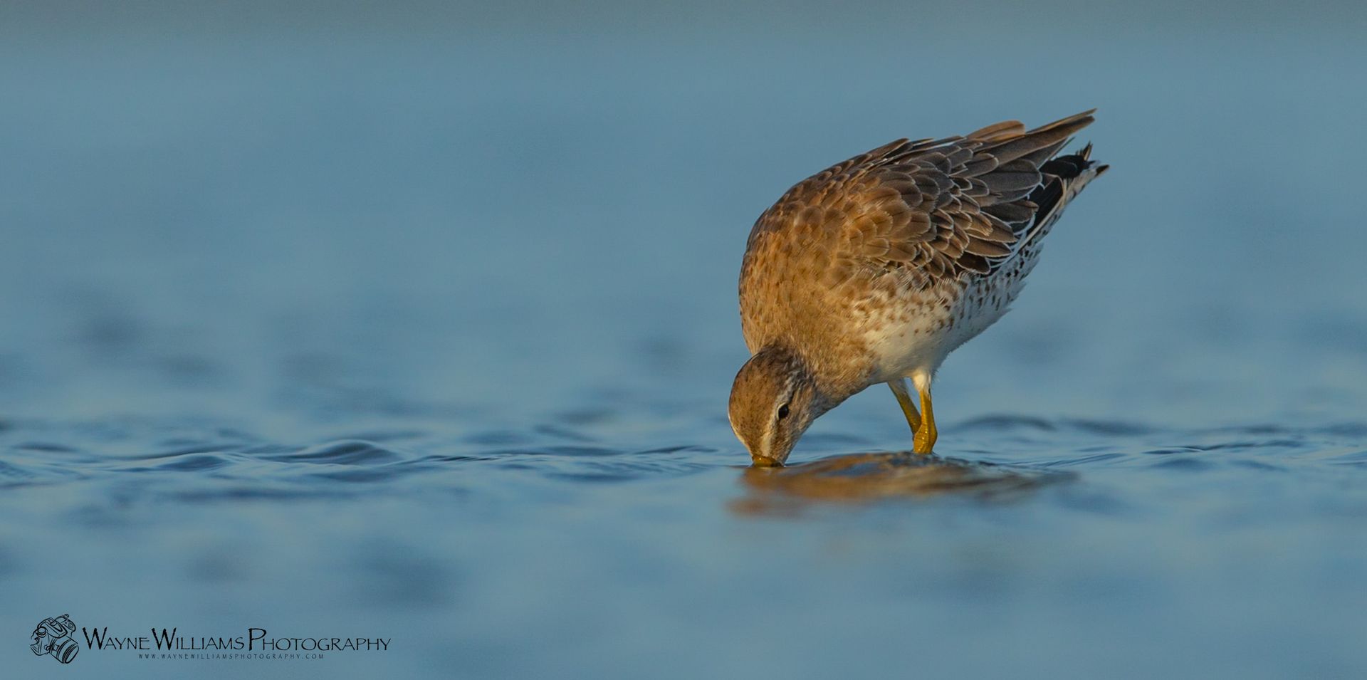 A small bird is drinking water from the ocean.
