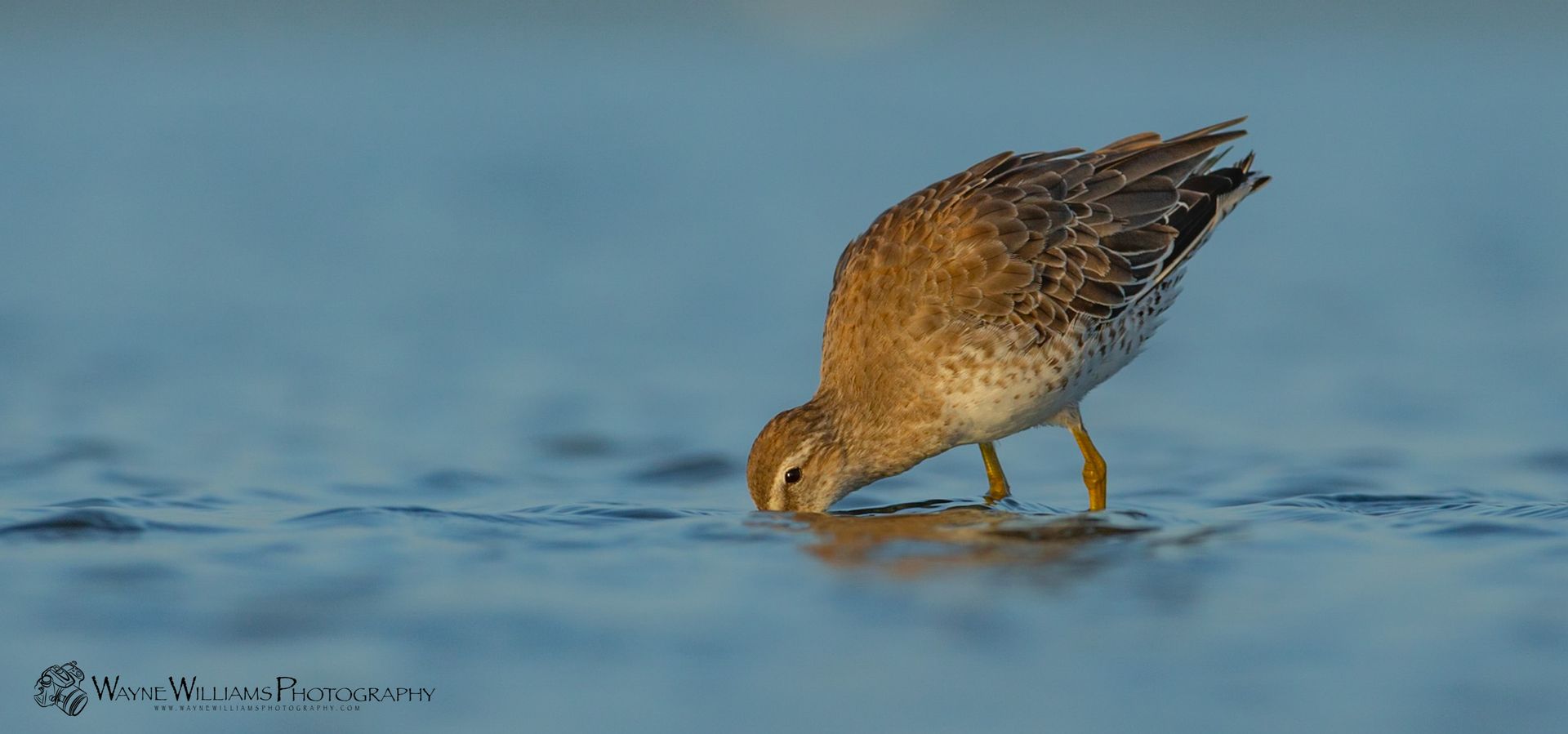 A small bird is drinking water from the ocean.