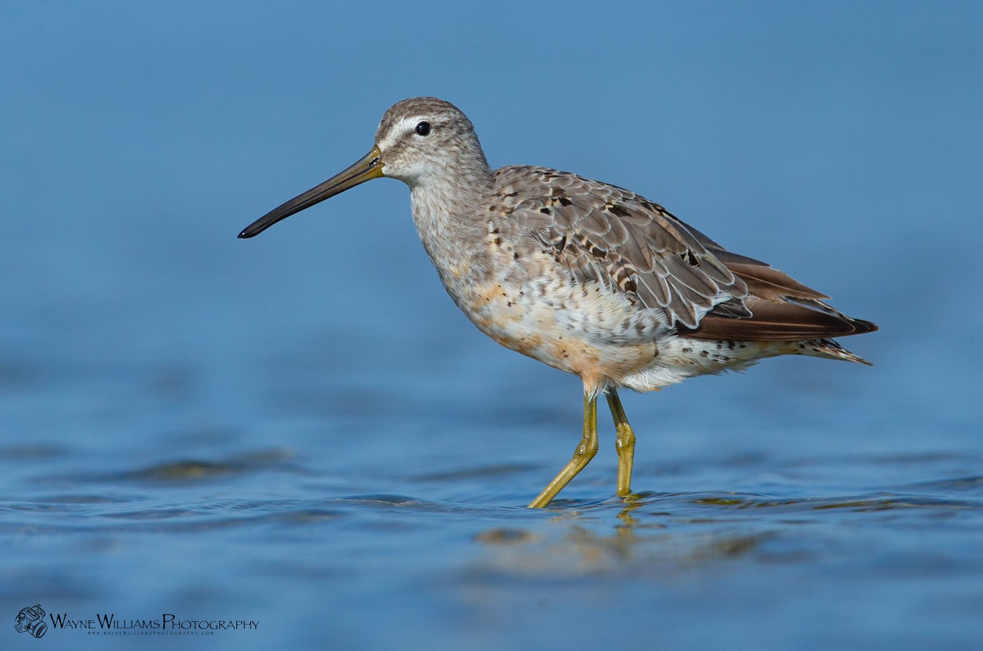 A small bird with a long beak is standing in the water.