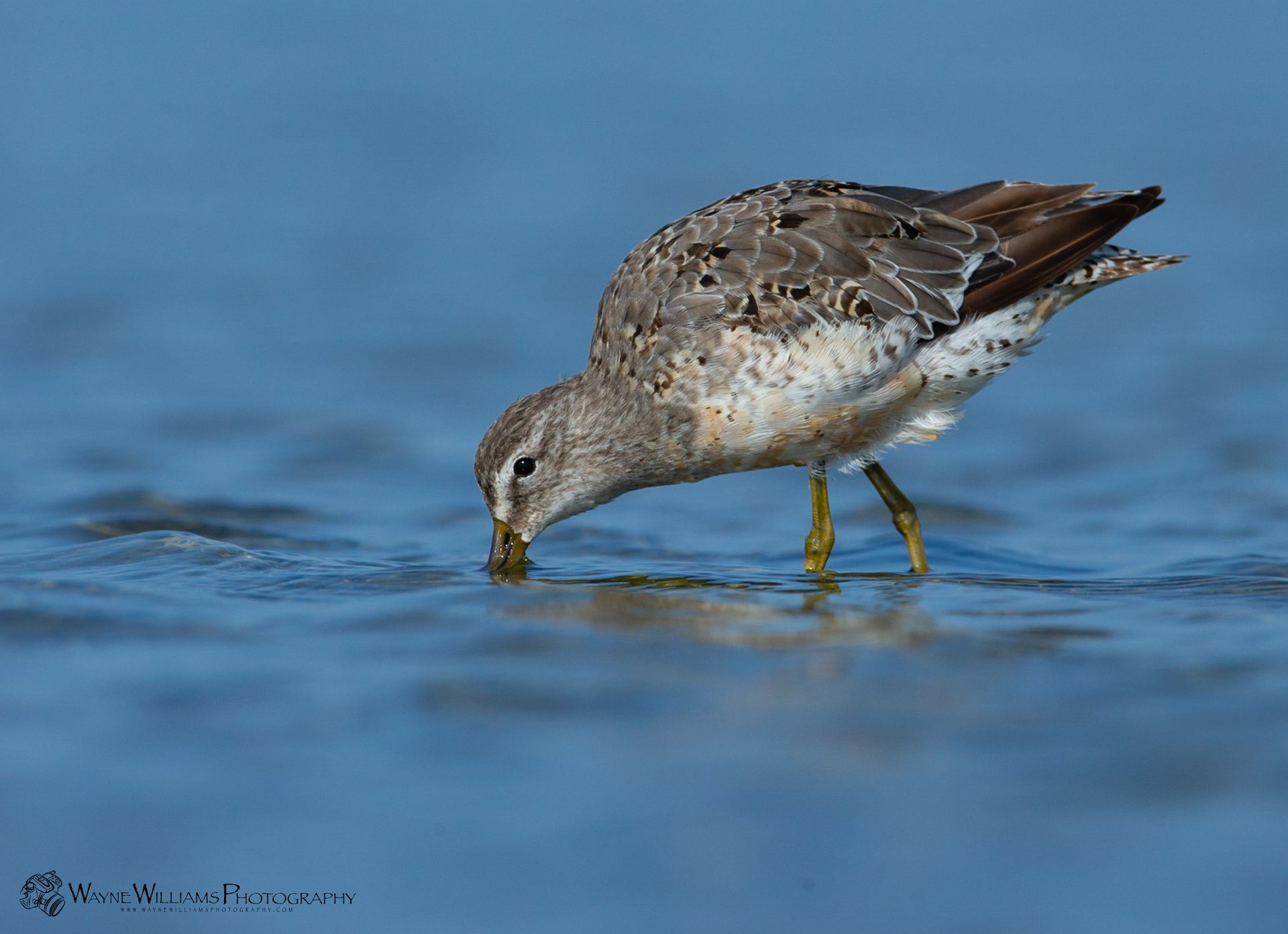 A bird is drinking water from the ocean.