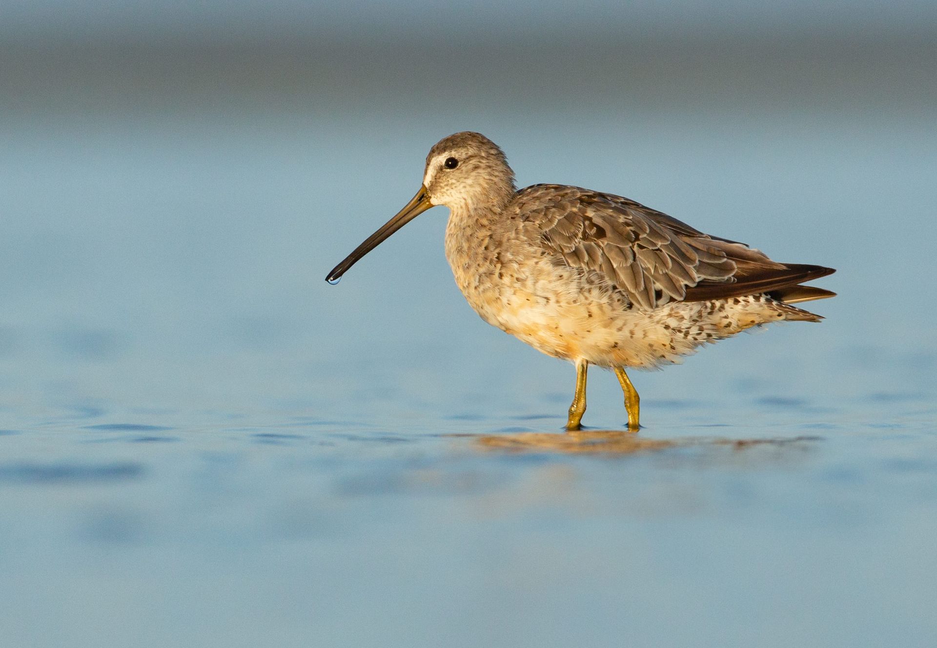 A bird with a long beak is standing in the water