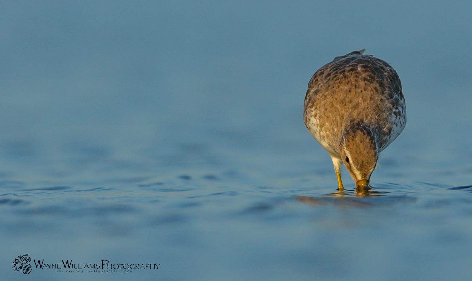 A bird is standing in the water looking for food.