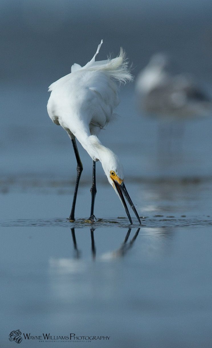 A white bird with a yellow beak is standing in the water.