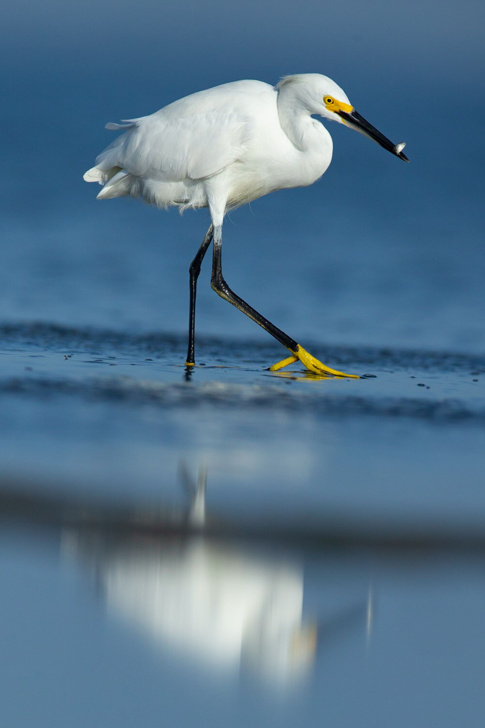 A white bird with a yellow beak is standing on one leg in the water.