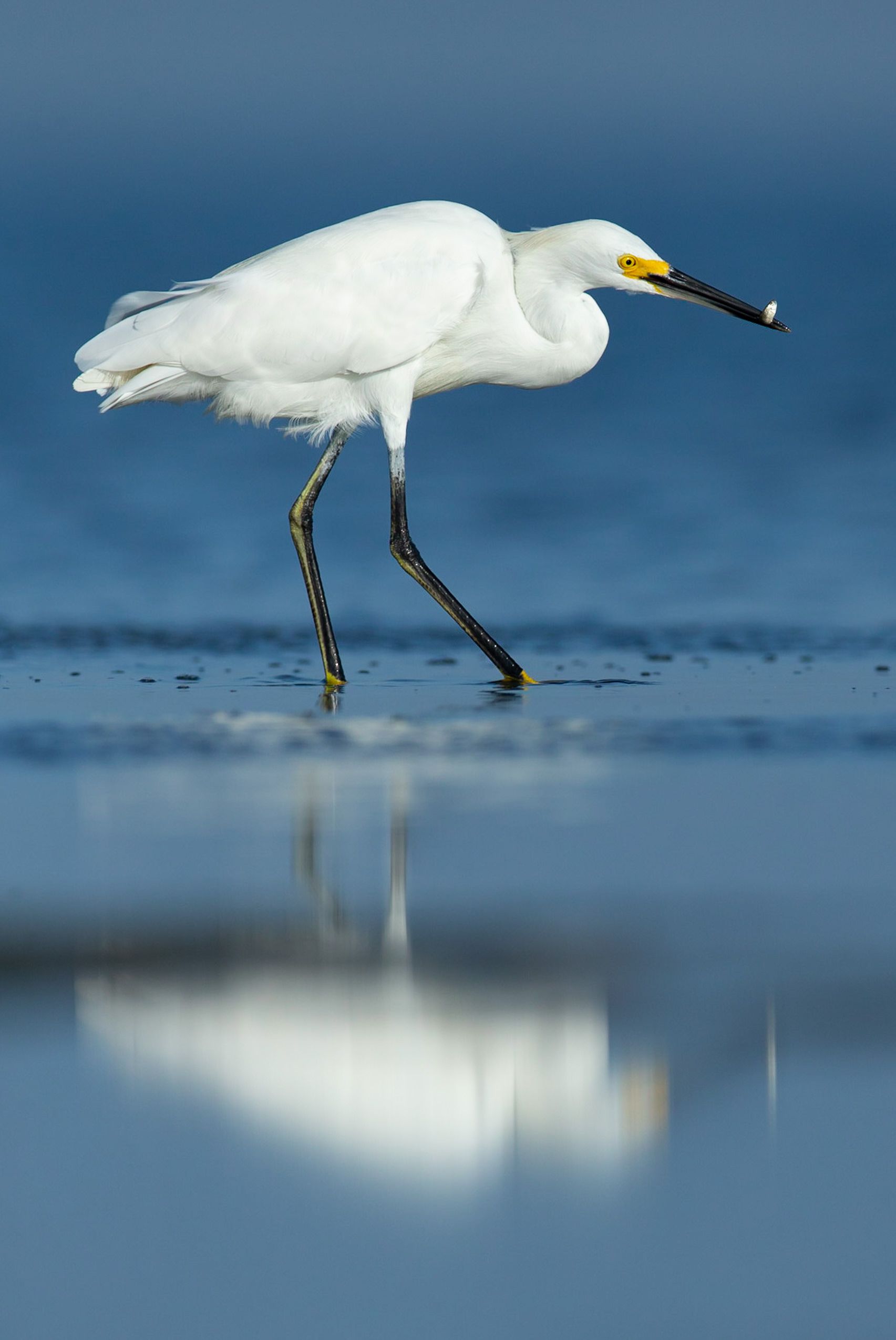 A white bird with a yellow beak is standing in the water.