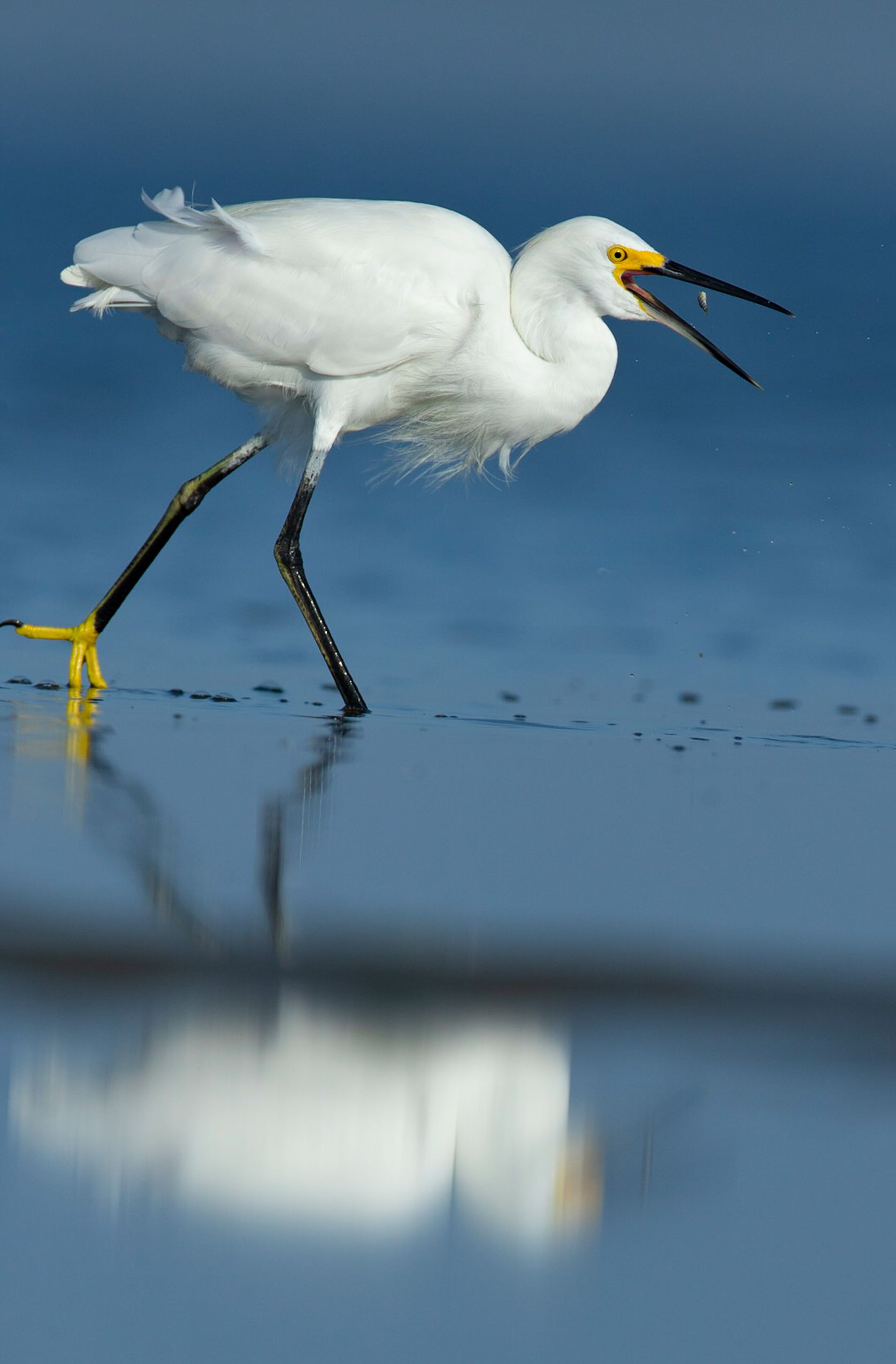 A white bird with a yellow beak is standing in the water.