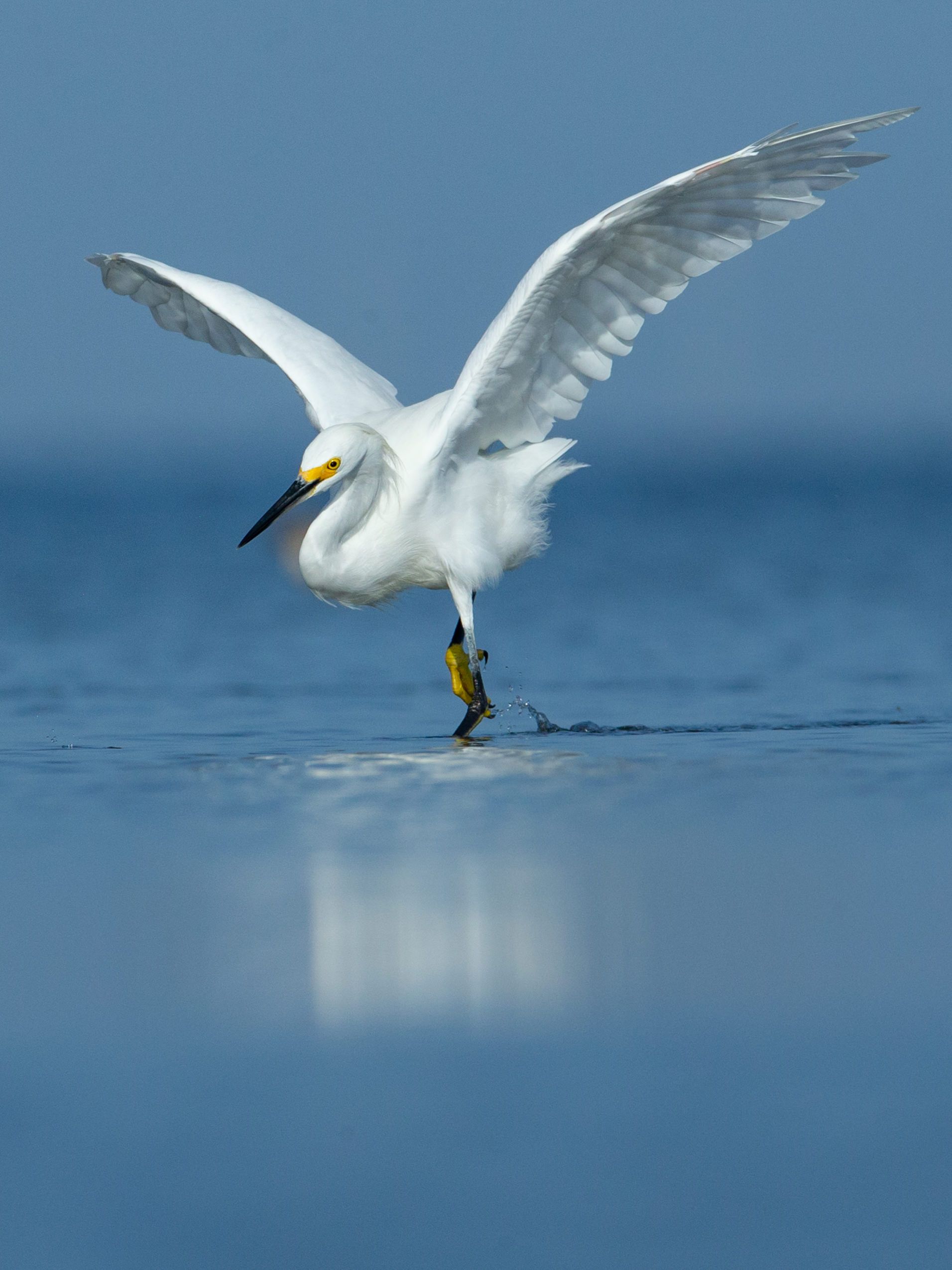 A white bird with a yellow beak is standing in the water with its wings spread
