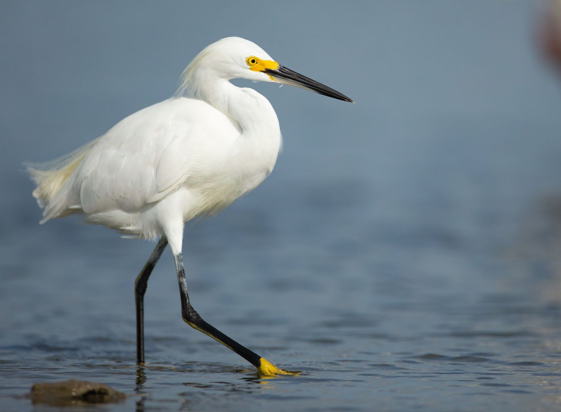 A white bird with a yellow beak is standing in the water