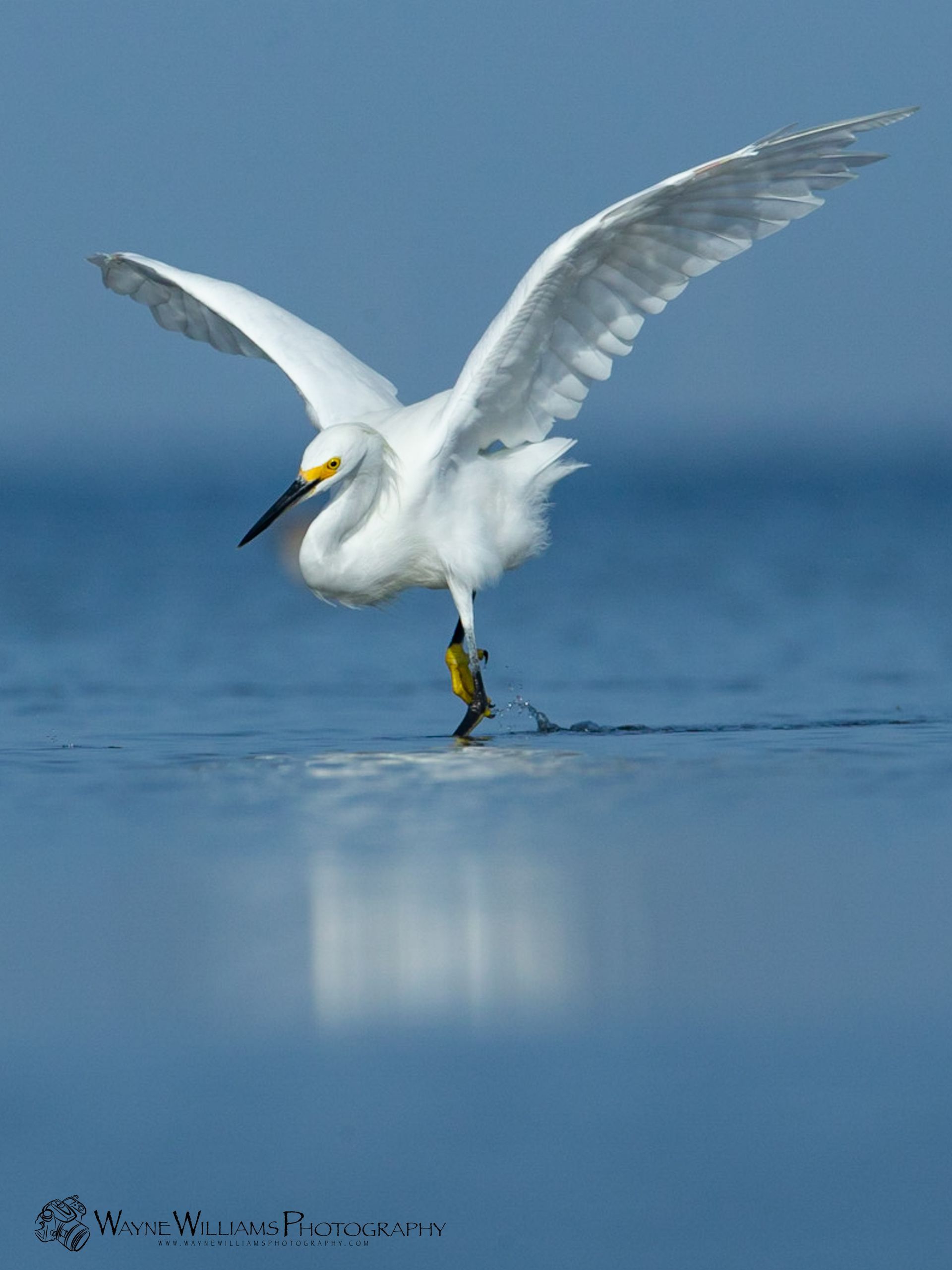 A white bird with a yellow beak is standing on one leg in the water.