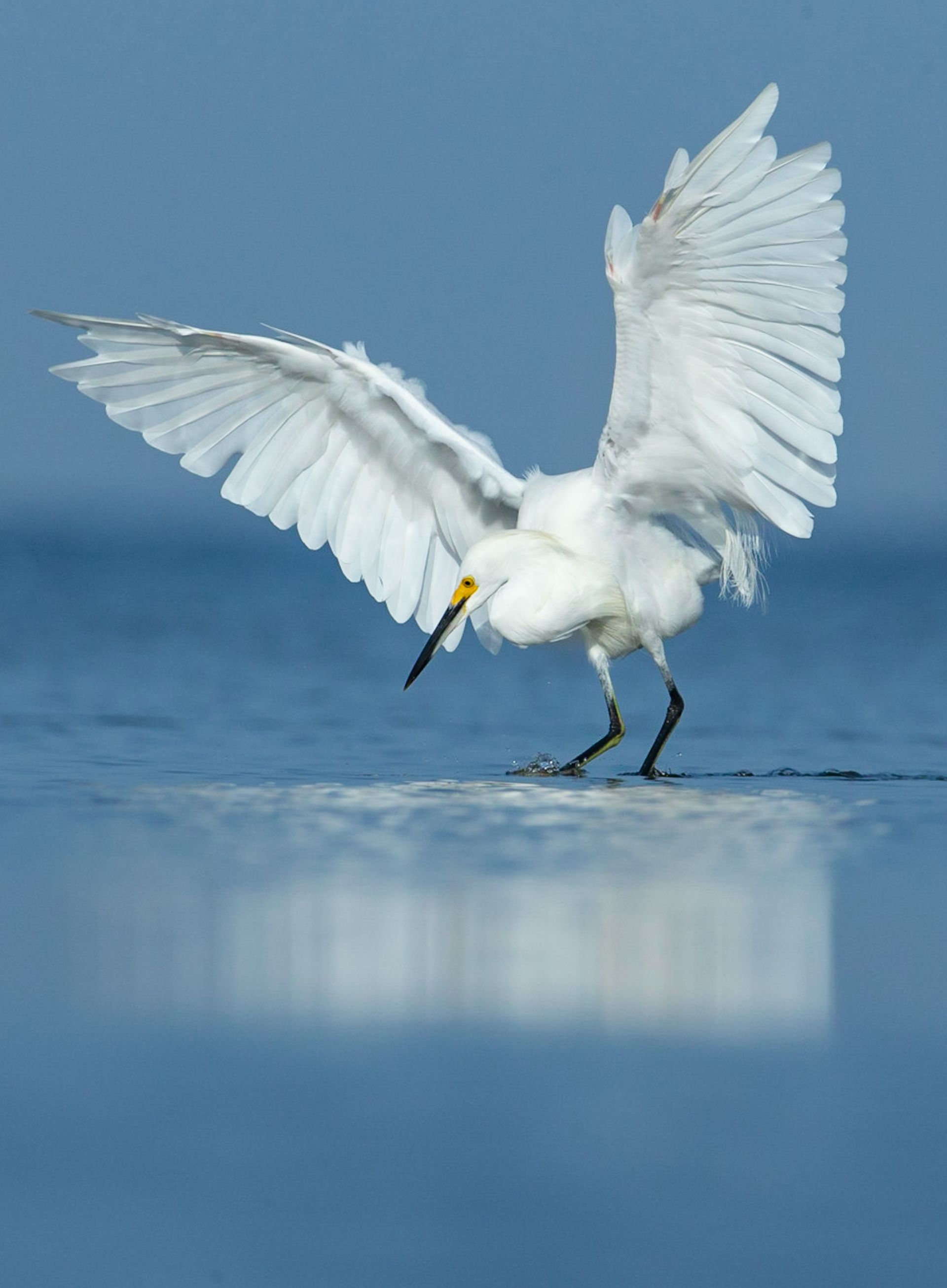 A white bird with a yellow beak is standing in the water with its wings spread