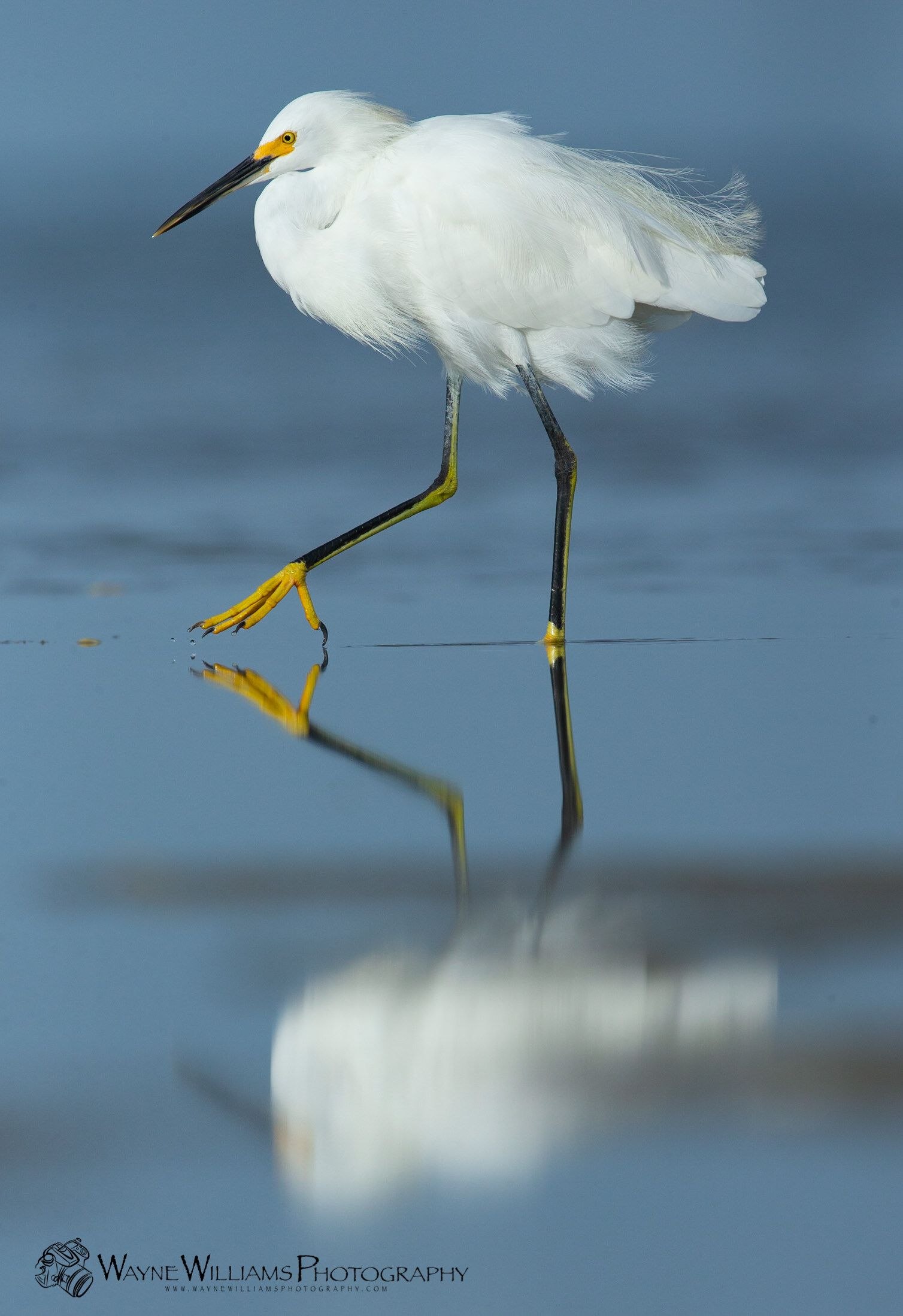 A snowy egret is standing on one leg in the water