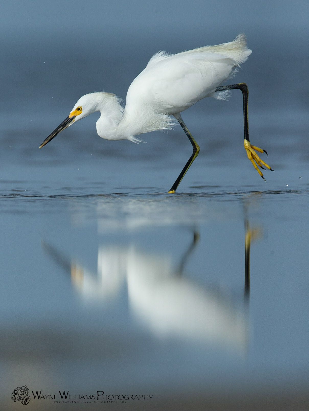A white bird with a yellow beak is standing in the water