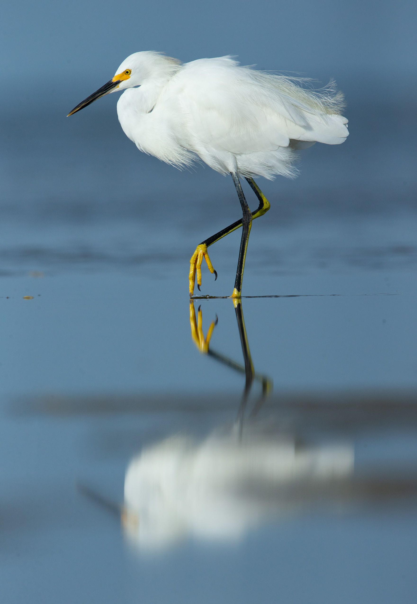 A white bird with a yellow beak is standing in the water