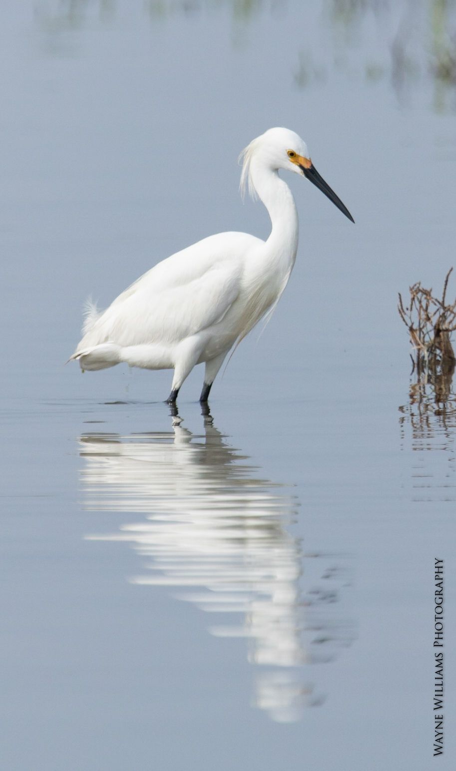 A white bird with a yellow beak is standing in the water.